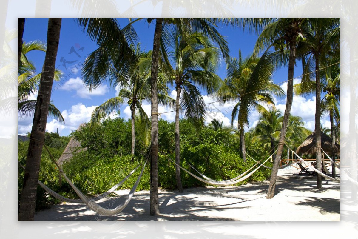 热带植物椰子树