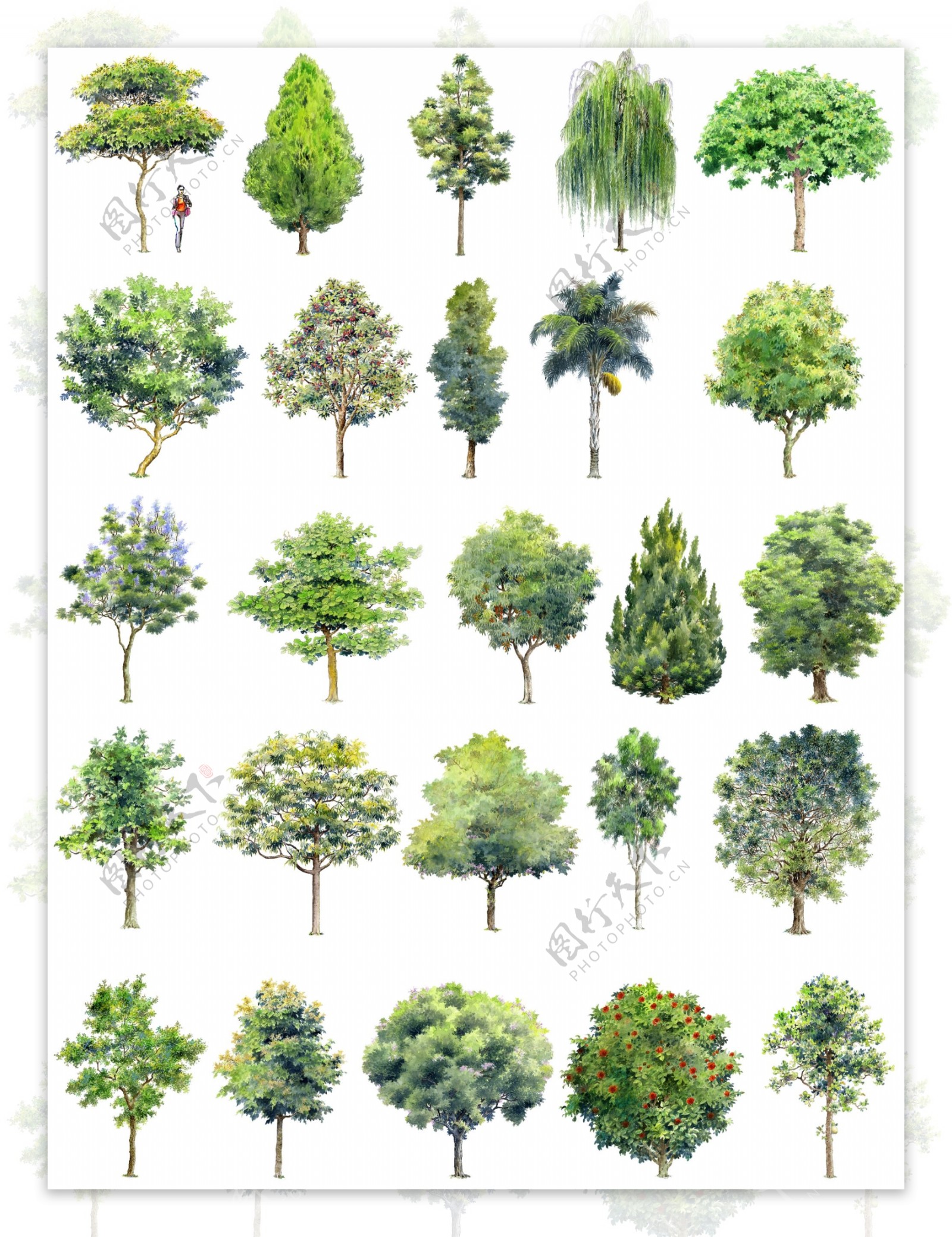 手绘园林景观树木立面效果图素材