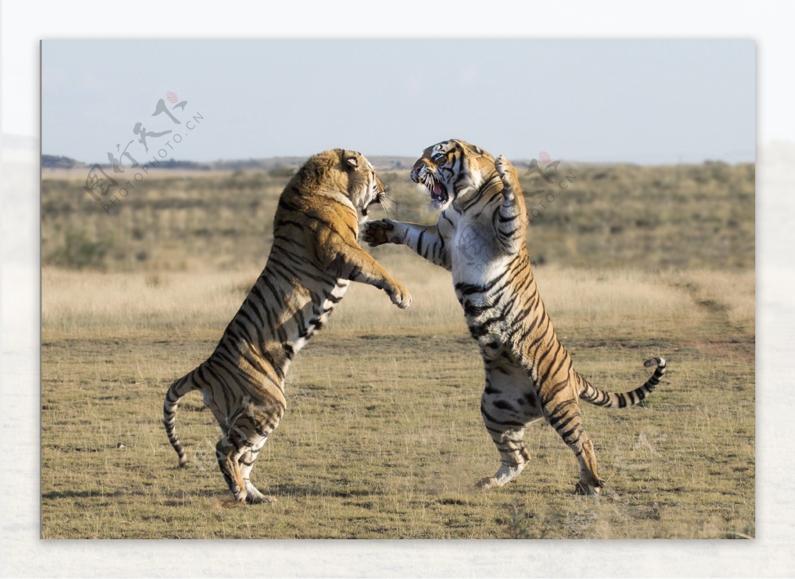 老虎打架