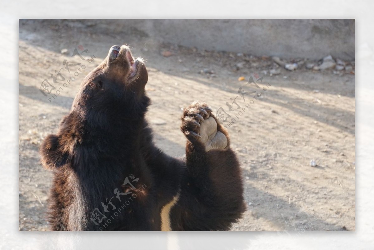 黑熊落難記：南安小熊的辛苦返家之路 | 環境資訊中心