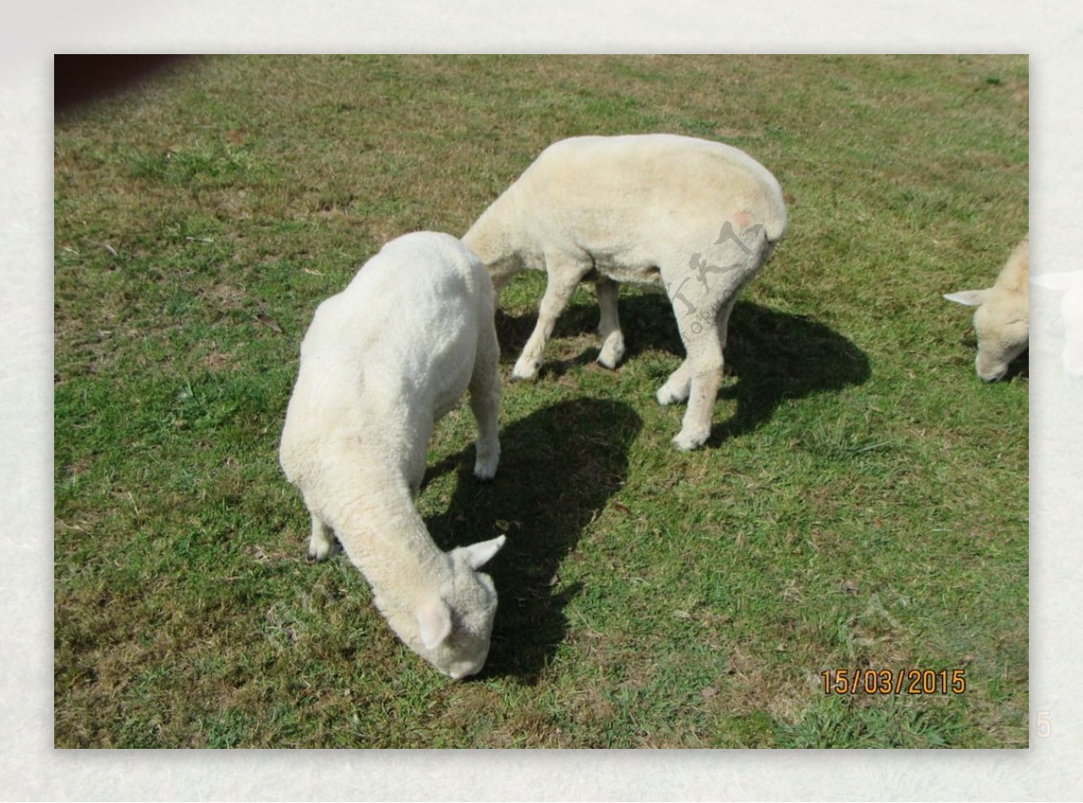 澳洲绵羊剪羊毛白羊雪白绵