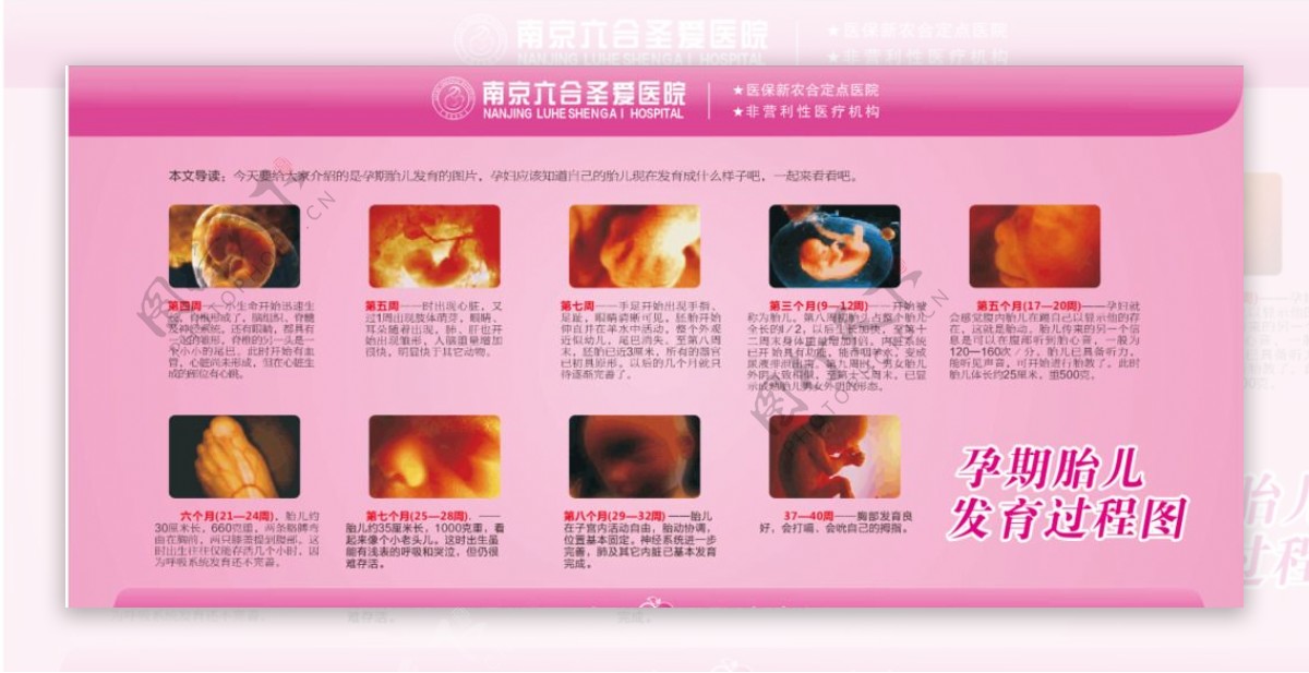 孕期胎儿发育过程图展板