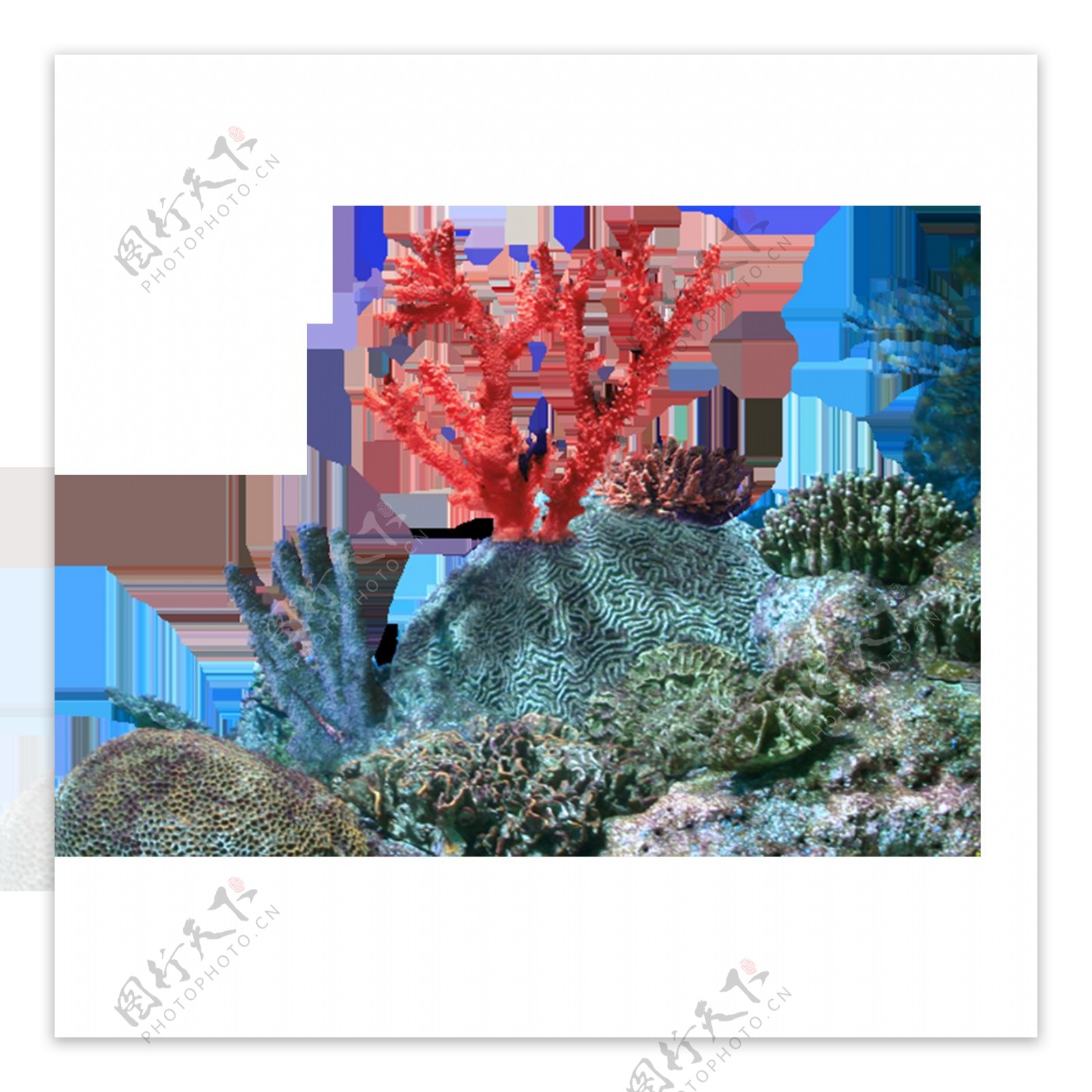大海岩石珊瑚元素