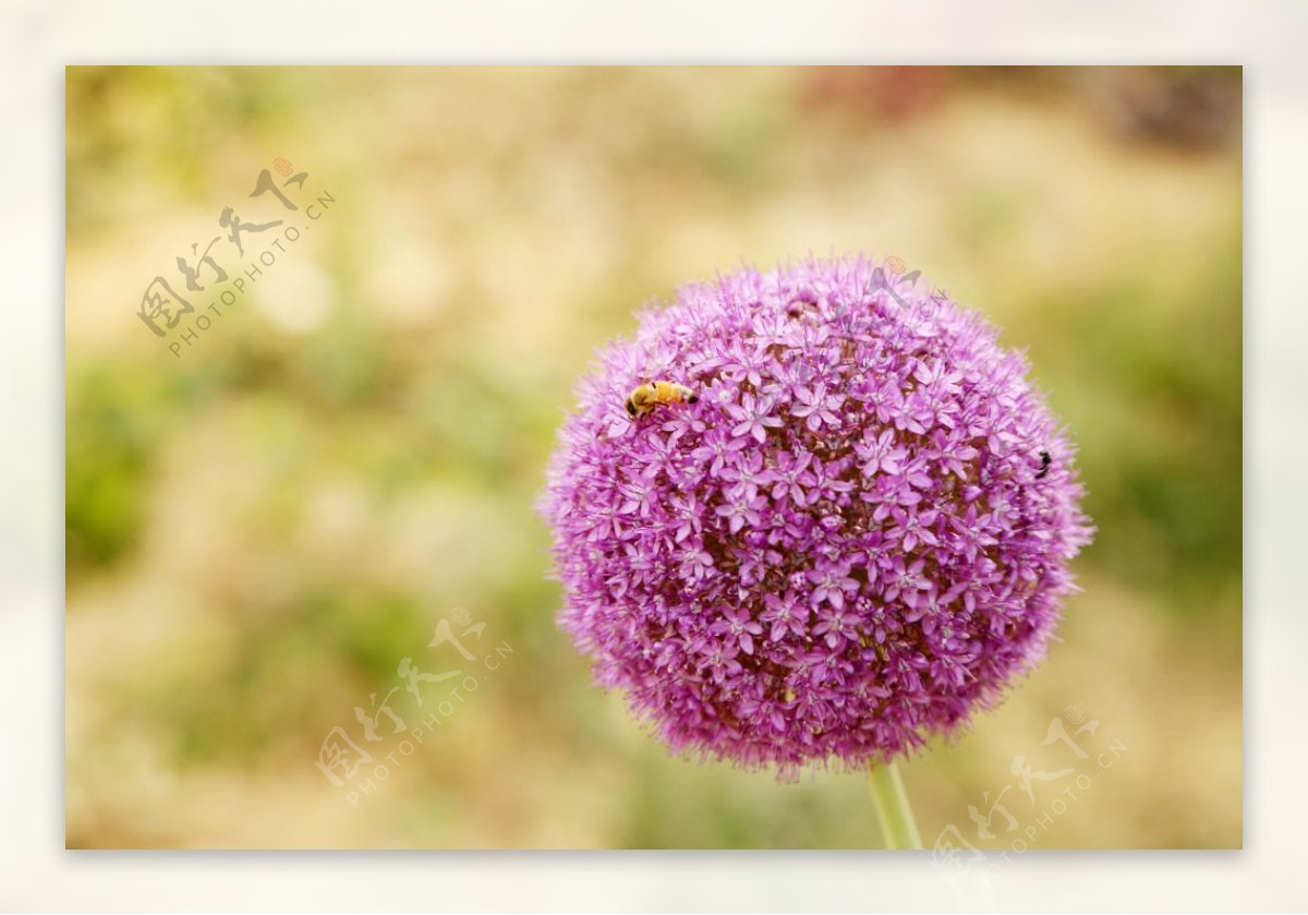 紫色小花蜜蜂