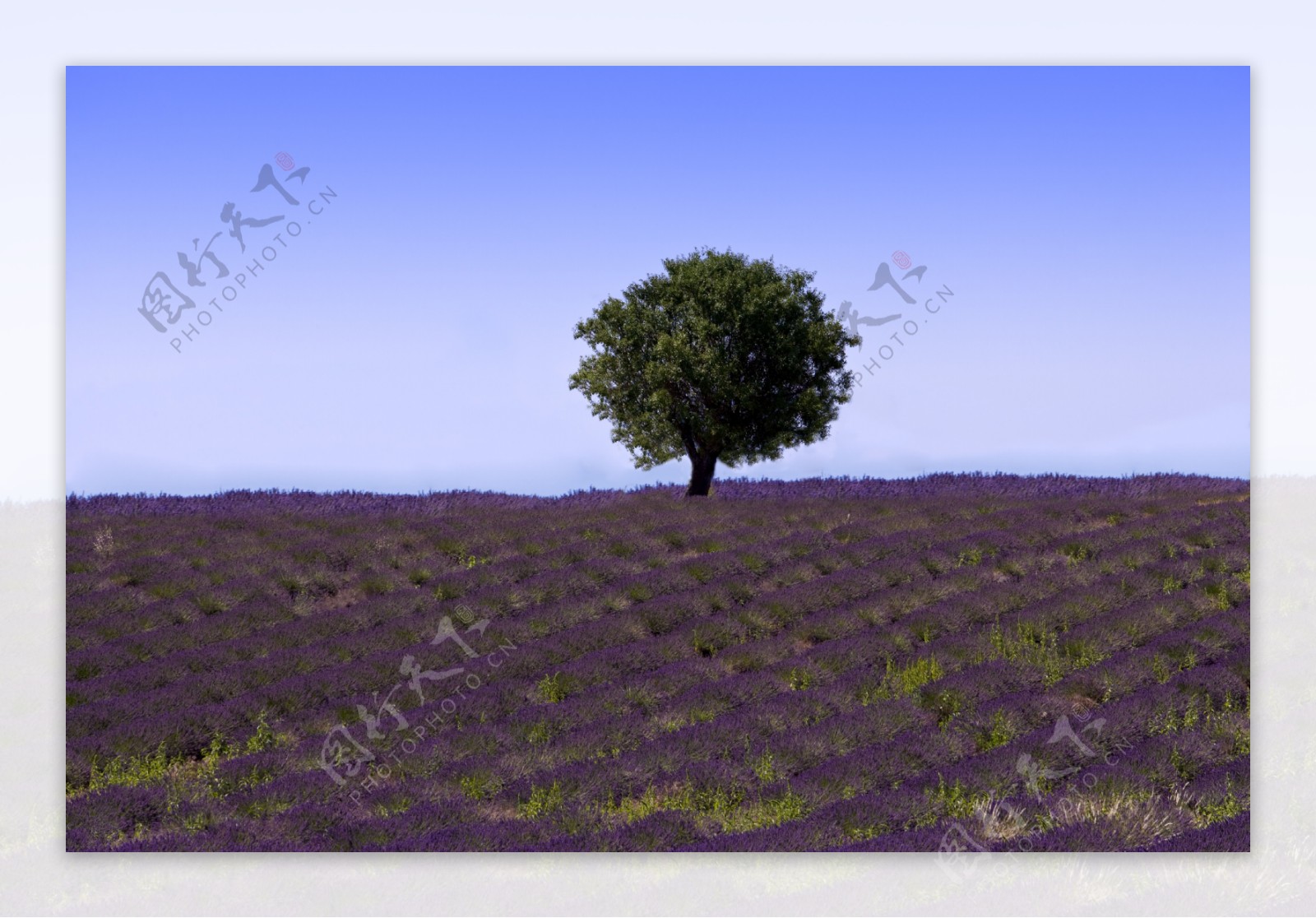 蓝天绿树下的蓝紫色薰衣草花田图片图片