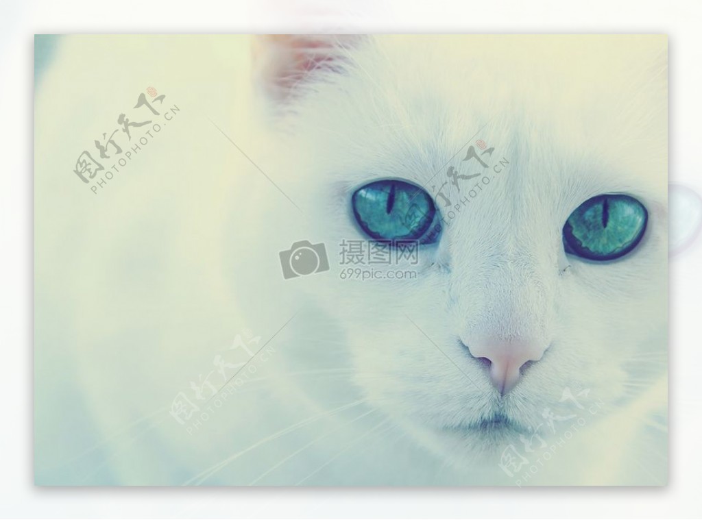 猫白猫绿色眼睛