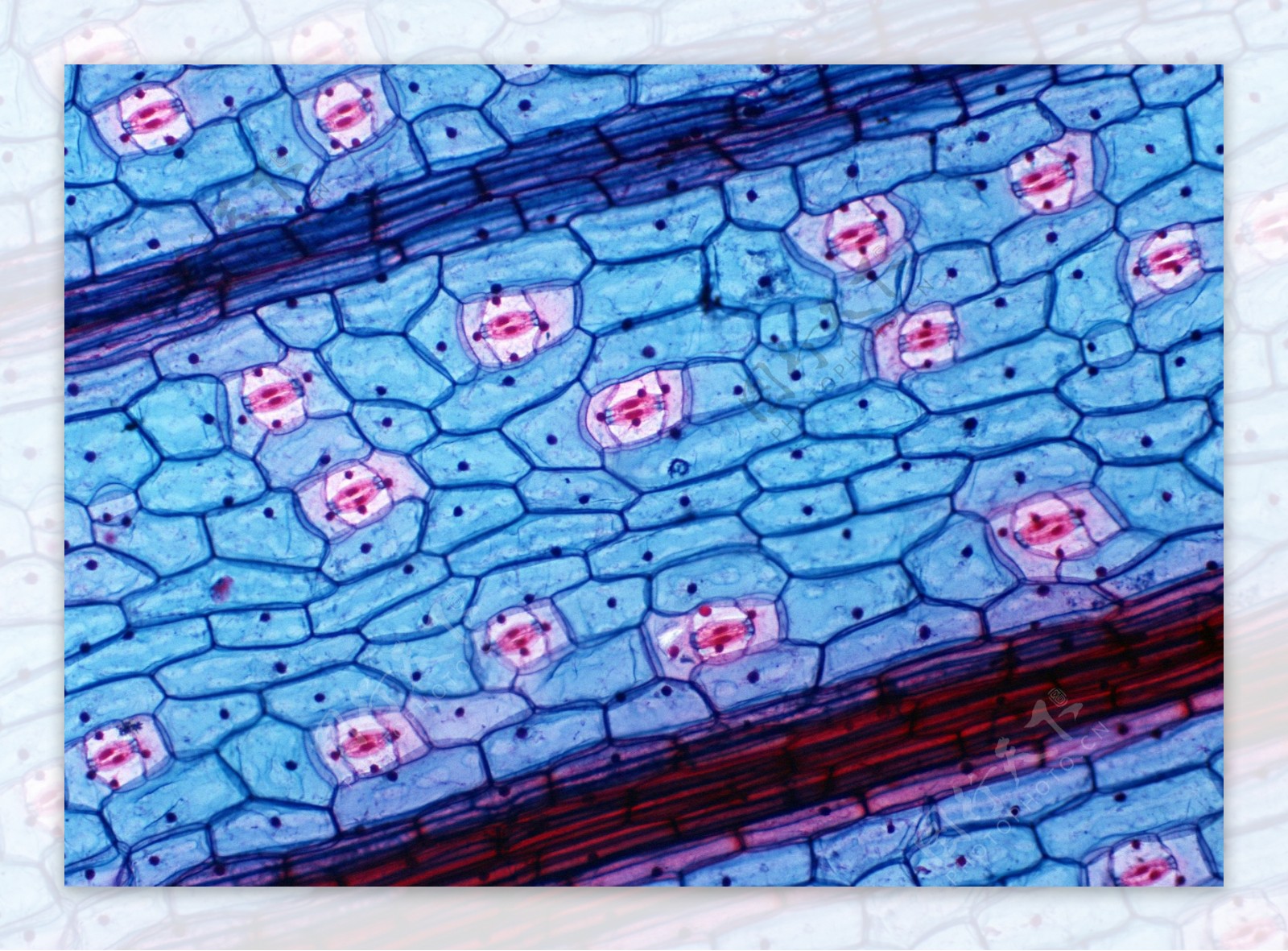 细胞生物学中如何区分各种显微镜拍的照片？ - 知乎