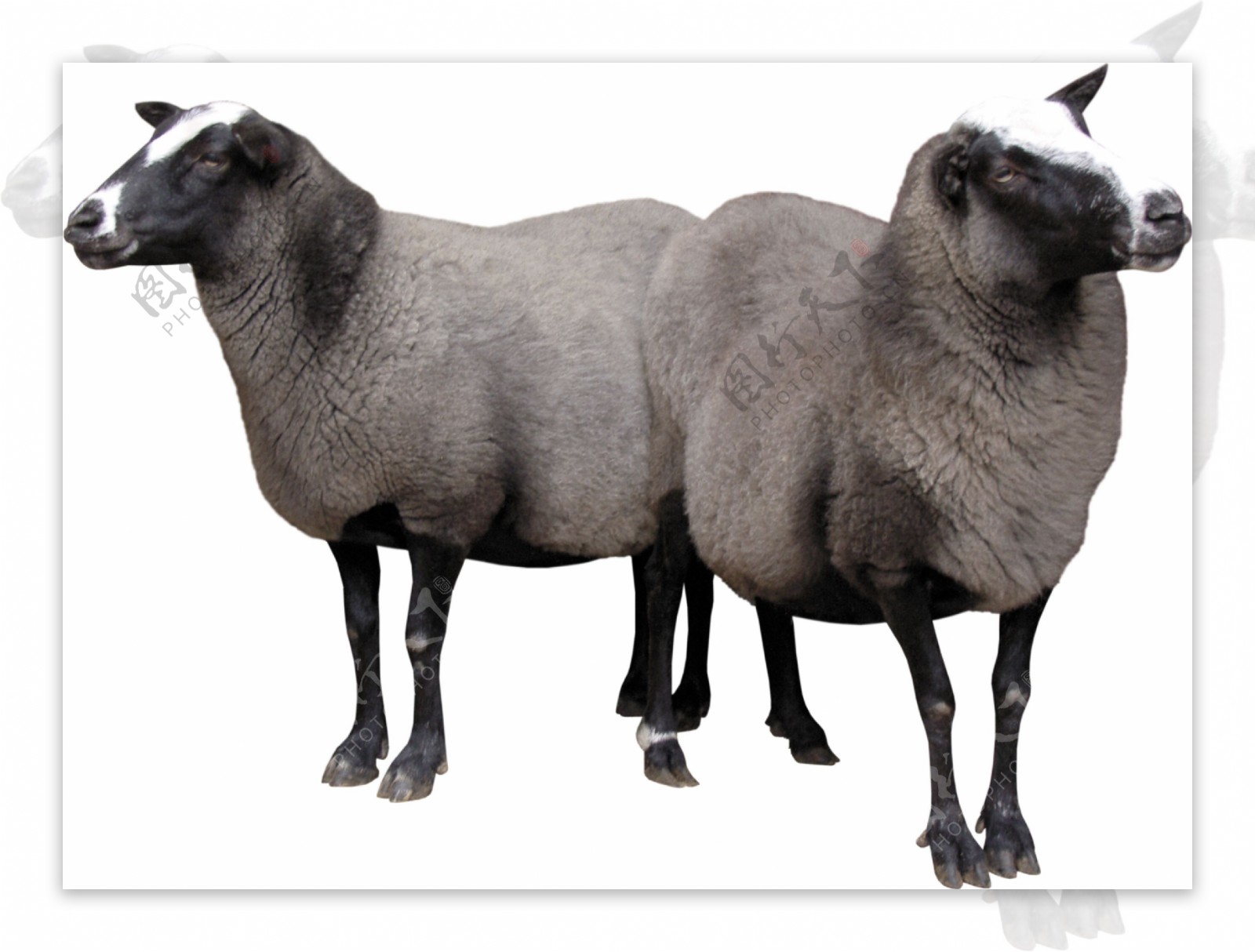 两只绵羊照片免抠png透明图层素材