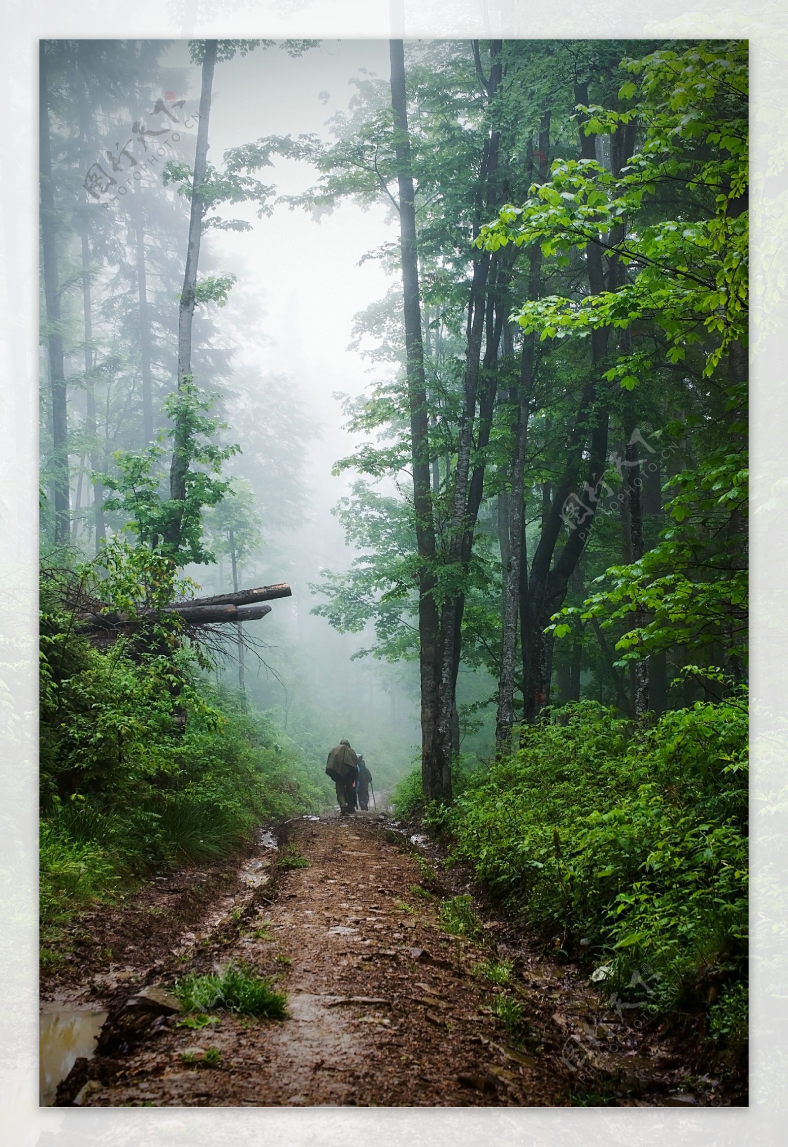 迷雾中的林间小路图片