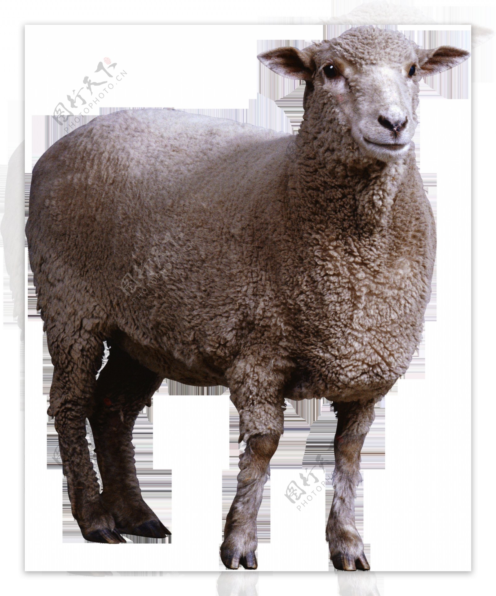 绵羊免抠png透明图层素材