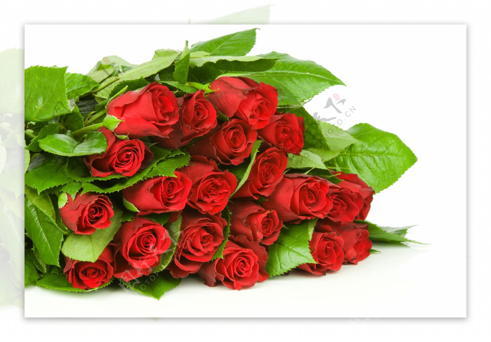 鲜花花束_星愿_9枝红玫瑰,满天星，黄英间插。_网上订鲜花花束价格最低，订鲜花花束首选【花知】