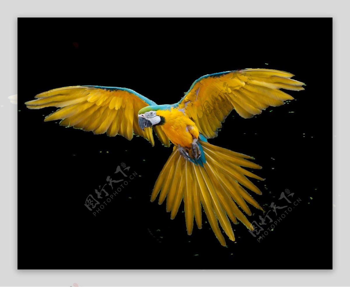 黄色鹦鹉免抠png透明图层素材
