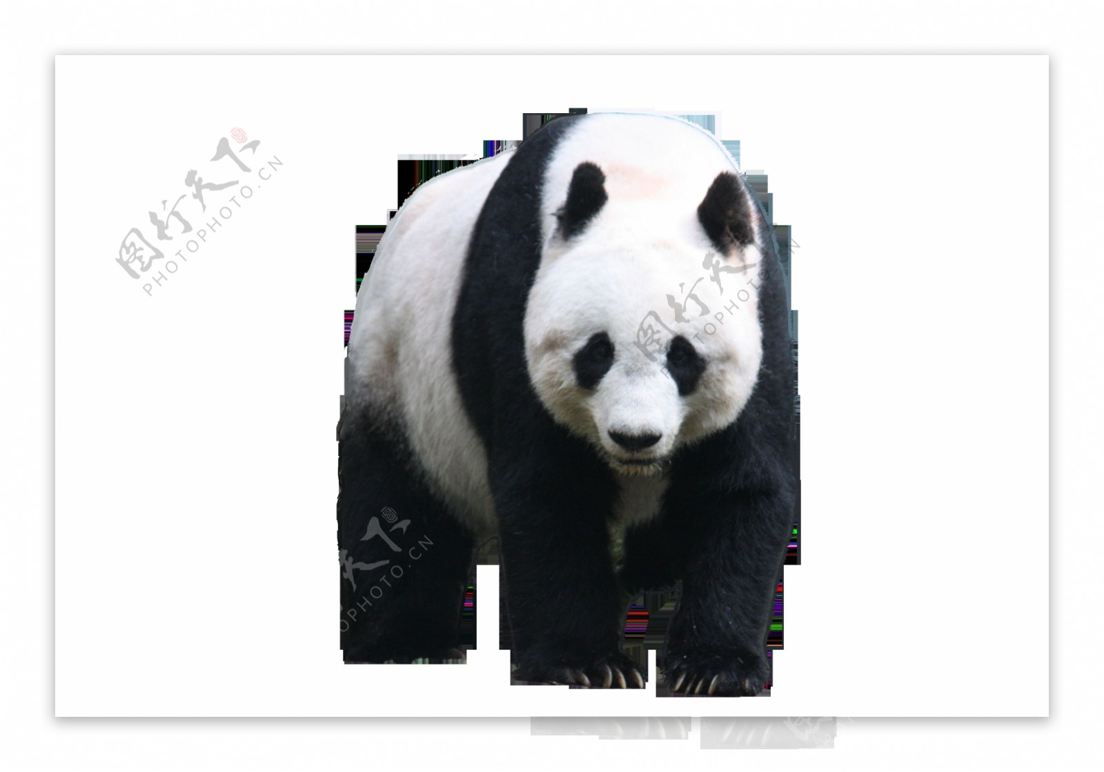 慢吞吞的熊猫免抠png透明图层素材