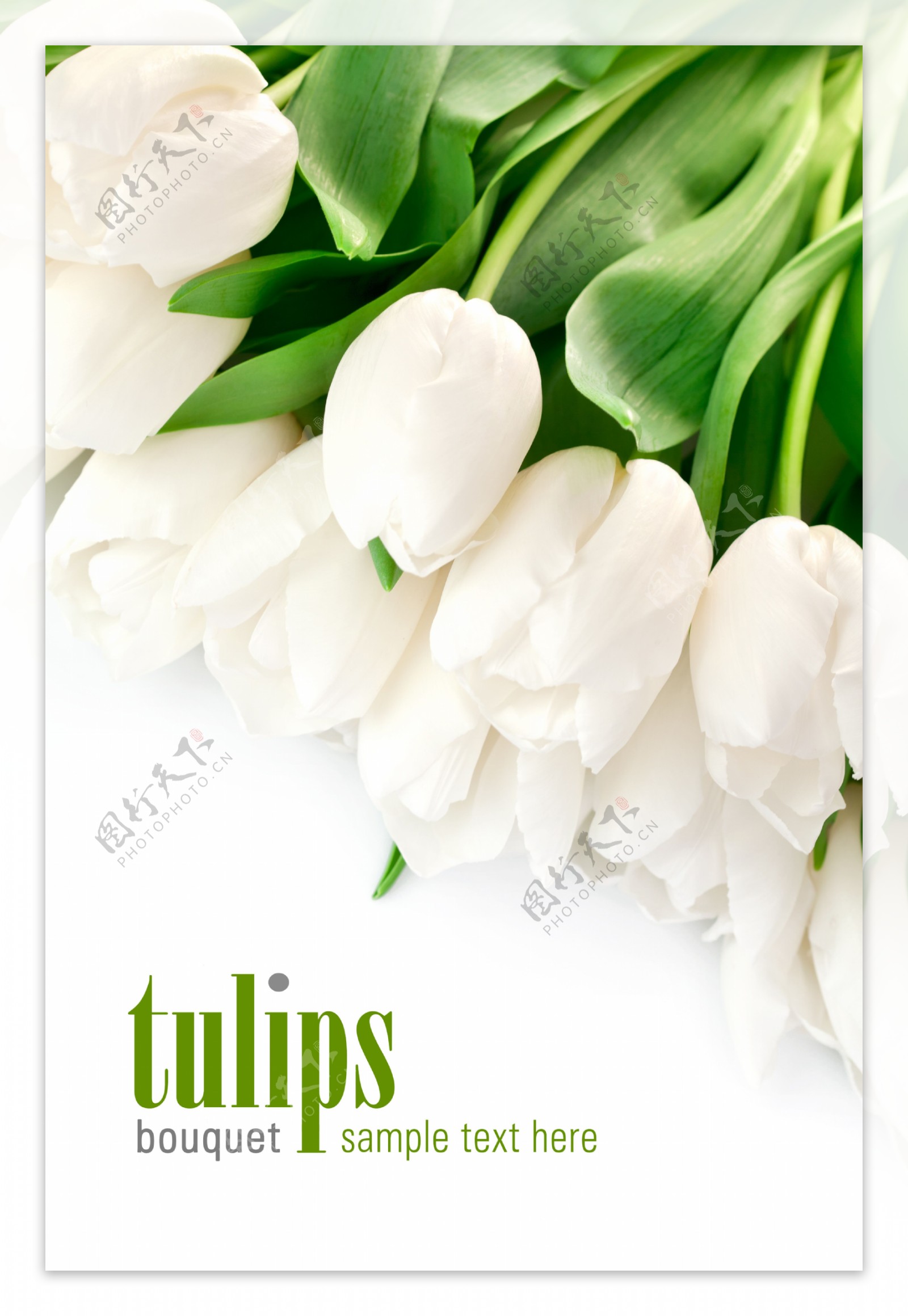 白色郁金香鲜花背景图片