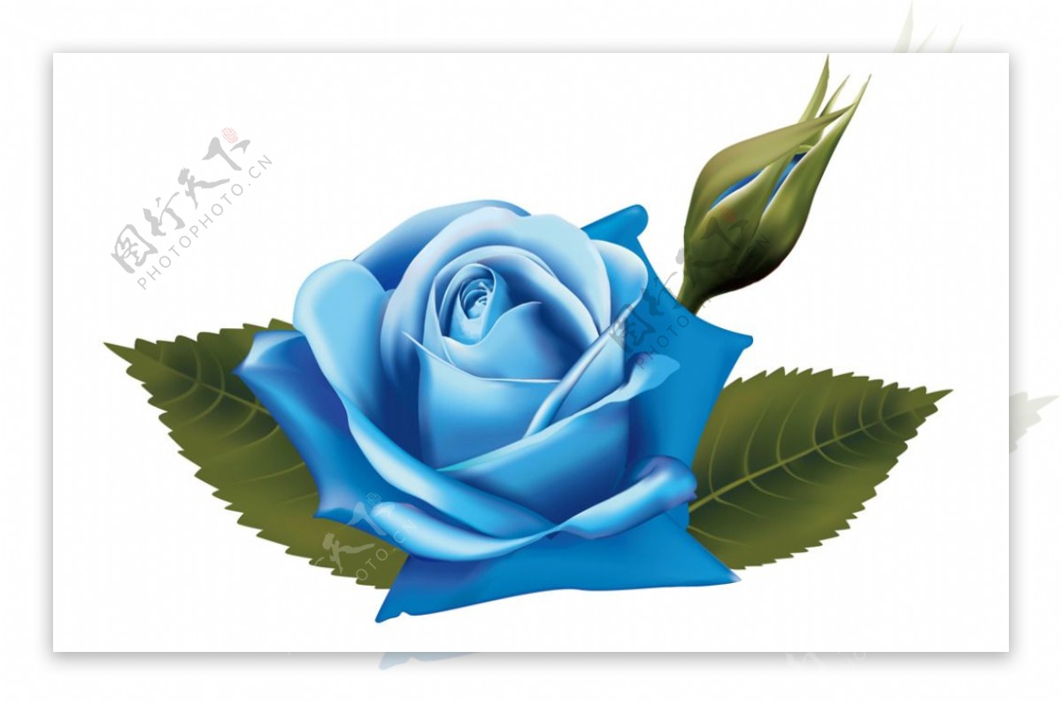 藍玫瑰插花收藏水彩風格, 玫瑰剪貼畫, 婚礼, 玫瑰素材圖案，PSD和PNG圖片免費下載