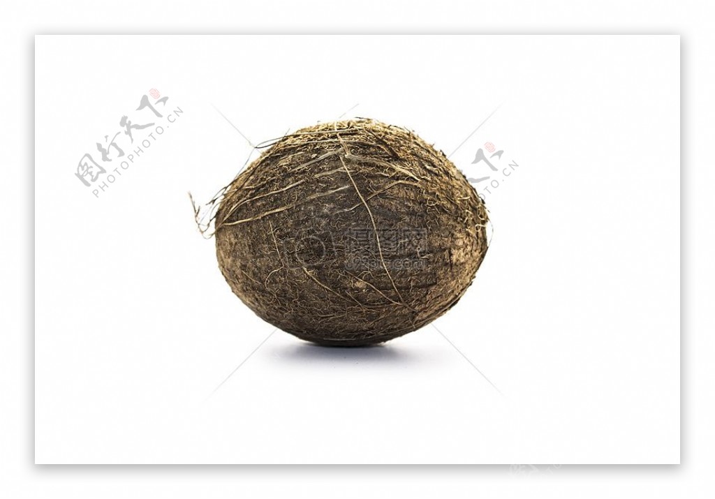 普通的椰子