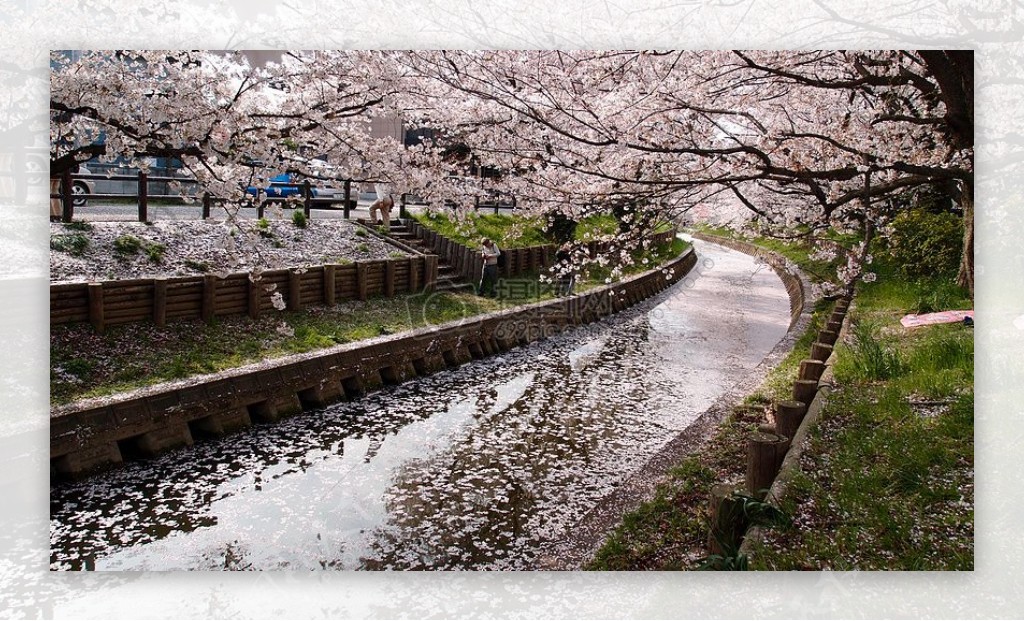 排水樱花树间白天