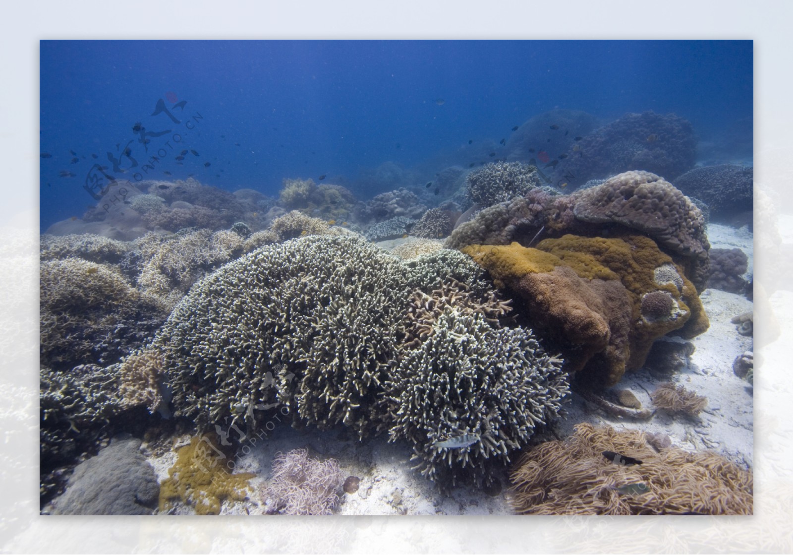 海底珊瑚群图片