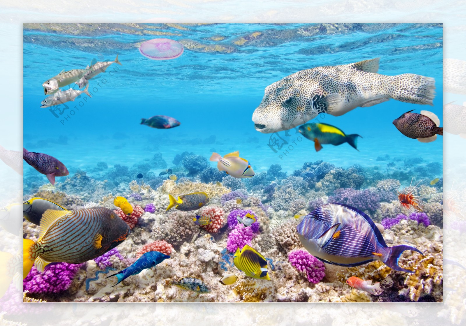 深海游鱼和珊瑚图片