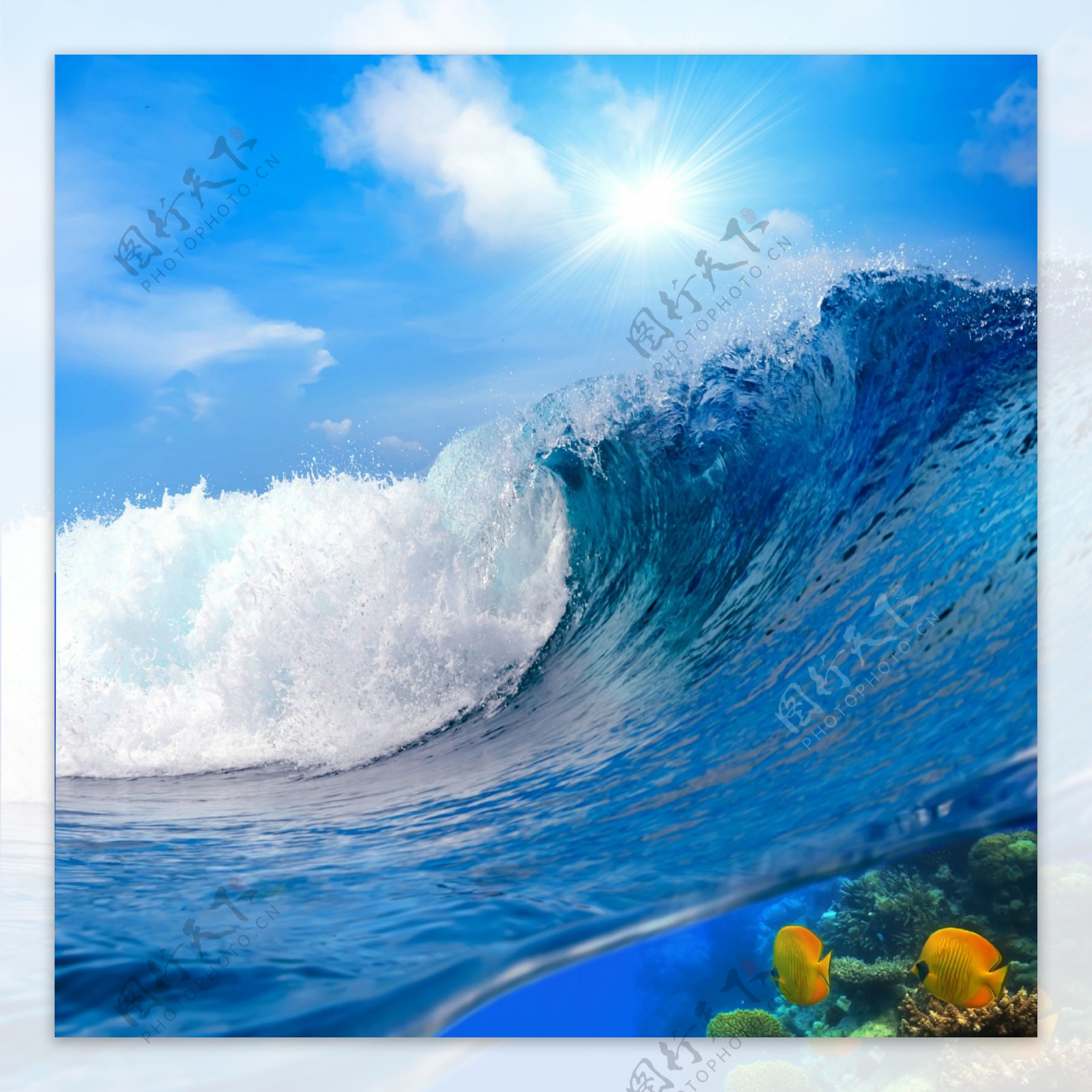 海鱼与巨浪风景图片