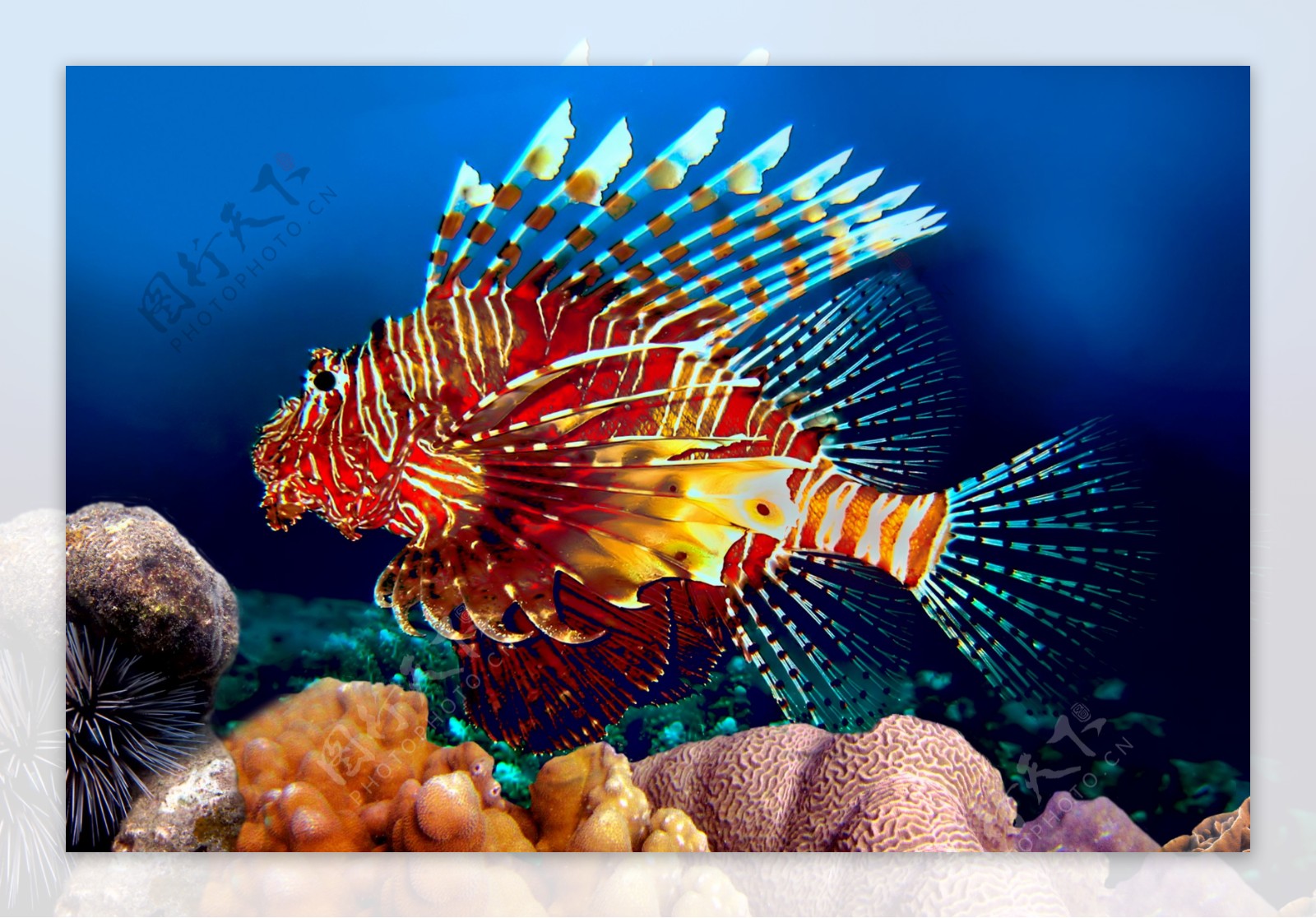 【色彩鲜艳的热带鱼和海底生物摄影图片】芝加哥水族馆和加州蒙特雷水族馆生态摄影_boby_太平洋电脑网摄影部落