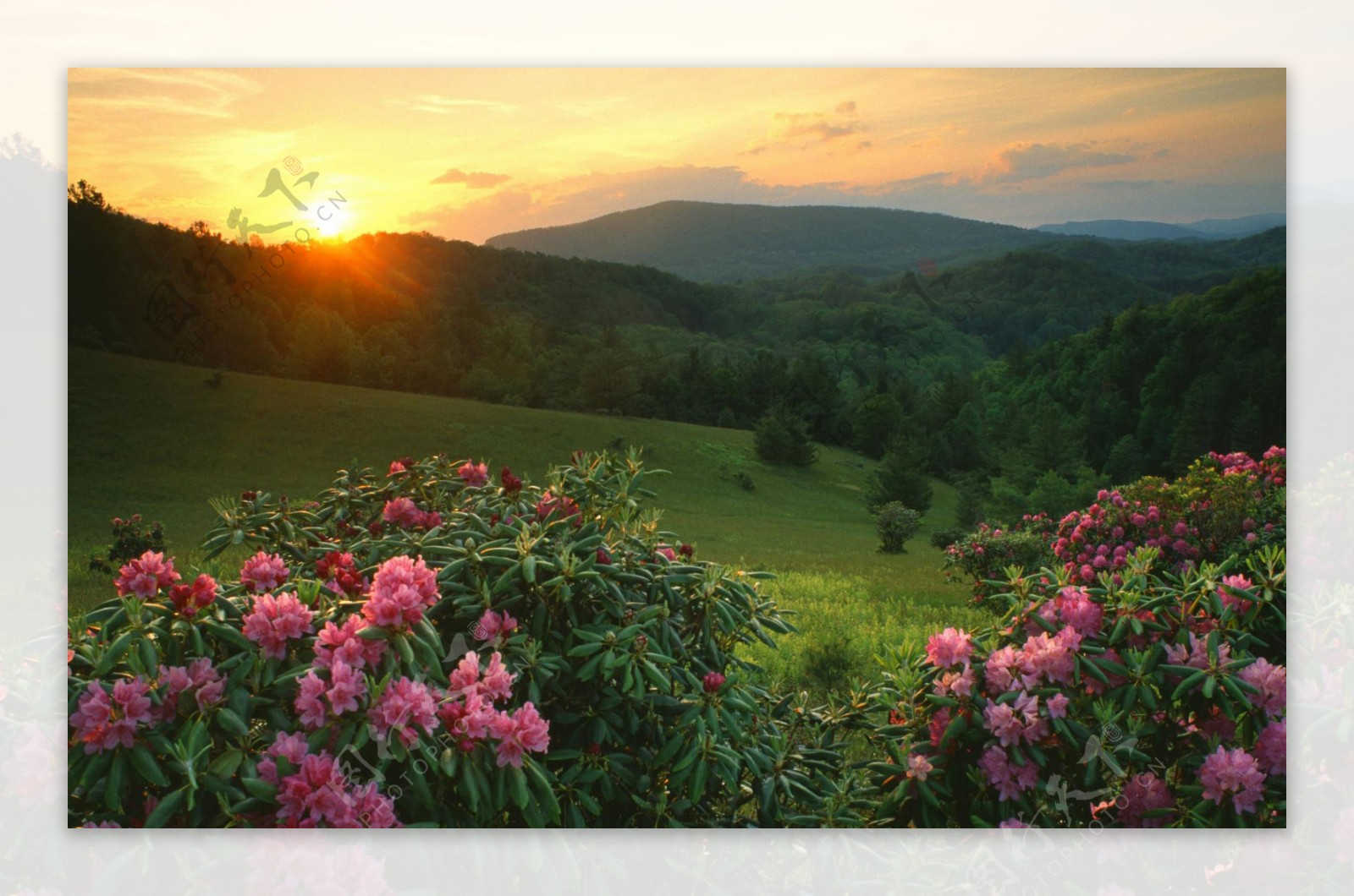 夕阳下的花朵高山风景图片