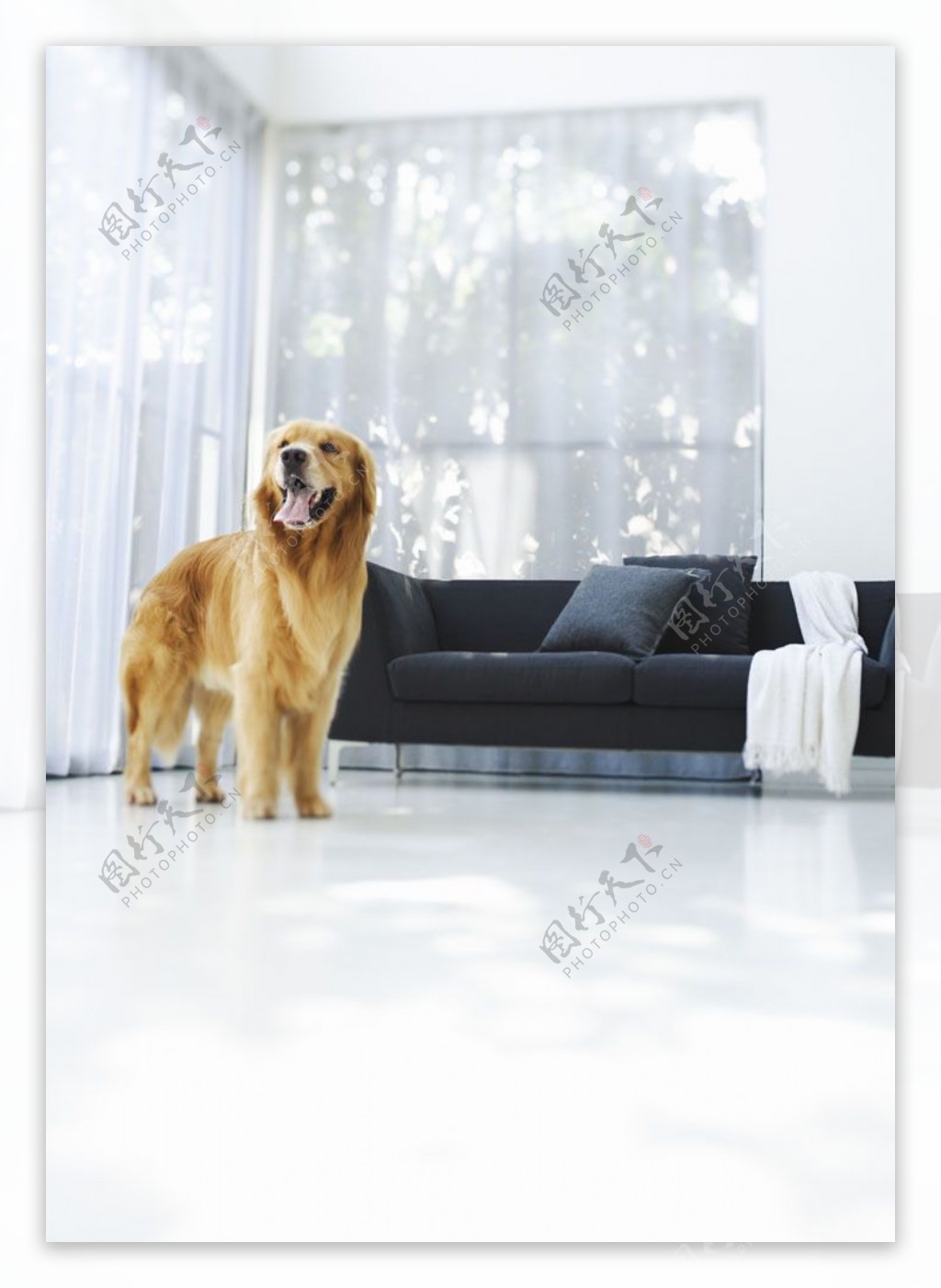 站在客厅里的宠物狗图片