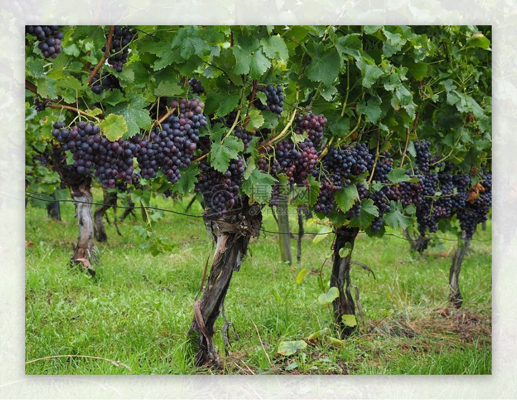 葡萄架上成熟的葡萄