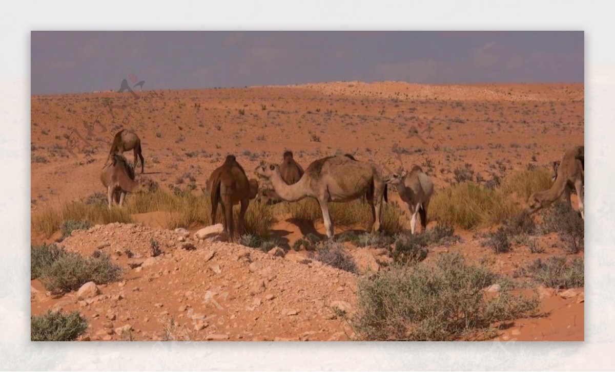 沙漠动物风景视频