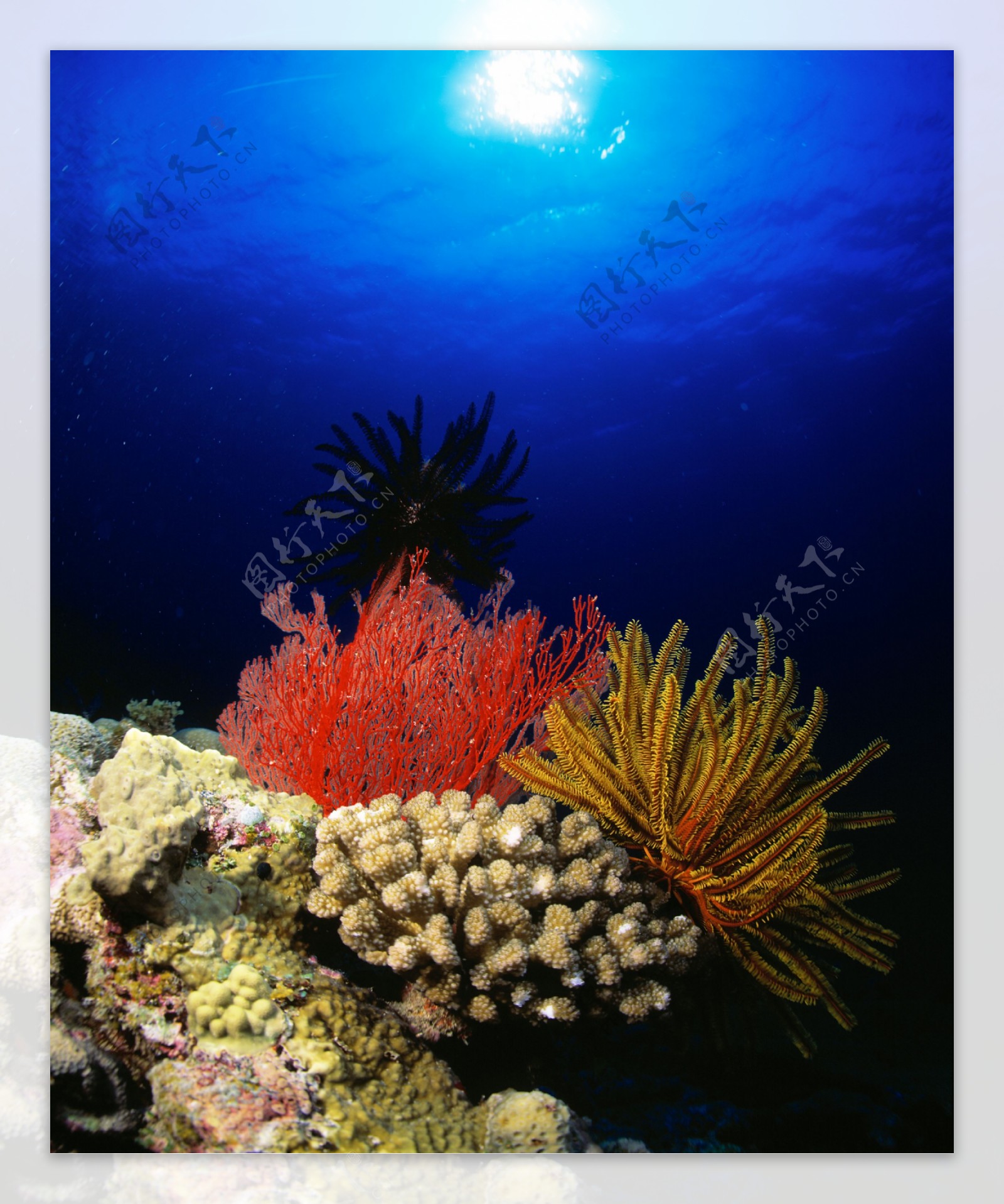 海底里唯美漂亮的珊瑚图片-壁纸图片大全