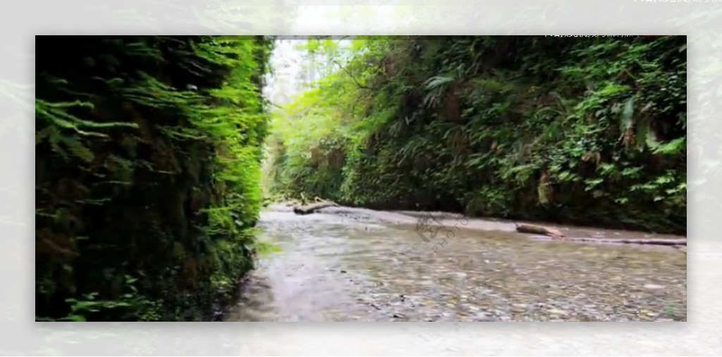 幽绿山谷小溪流水蕨类植物轻飘实拍高清视频素材