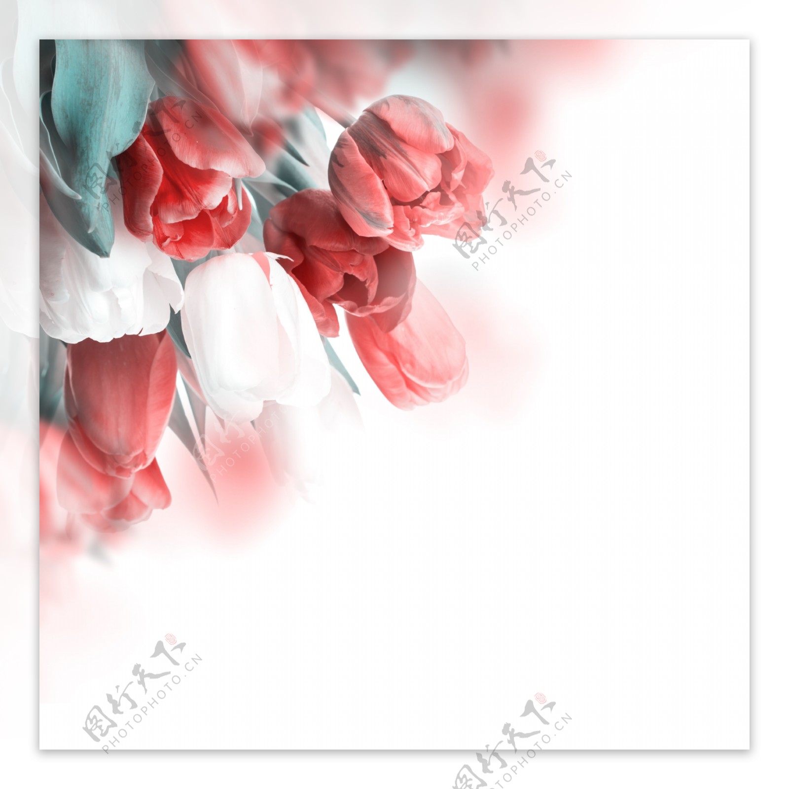 白色和红色的郁金香图片