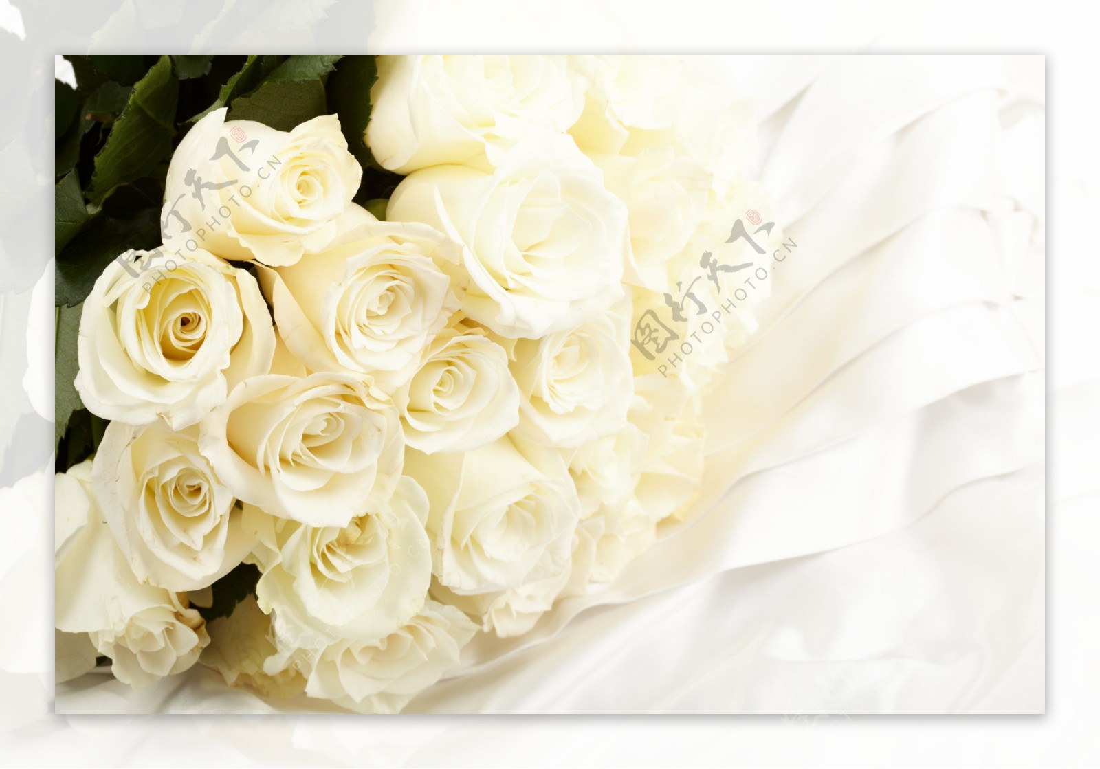 白色玫瑰背景图片图片