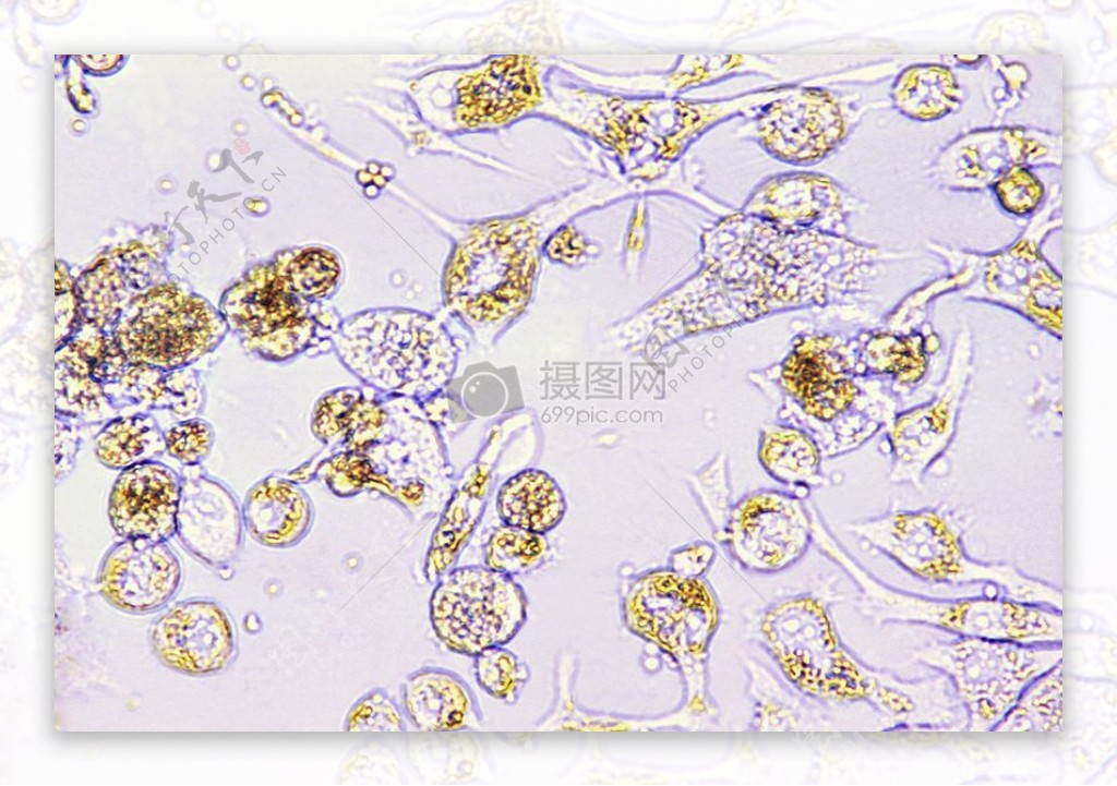 微生物学研究