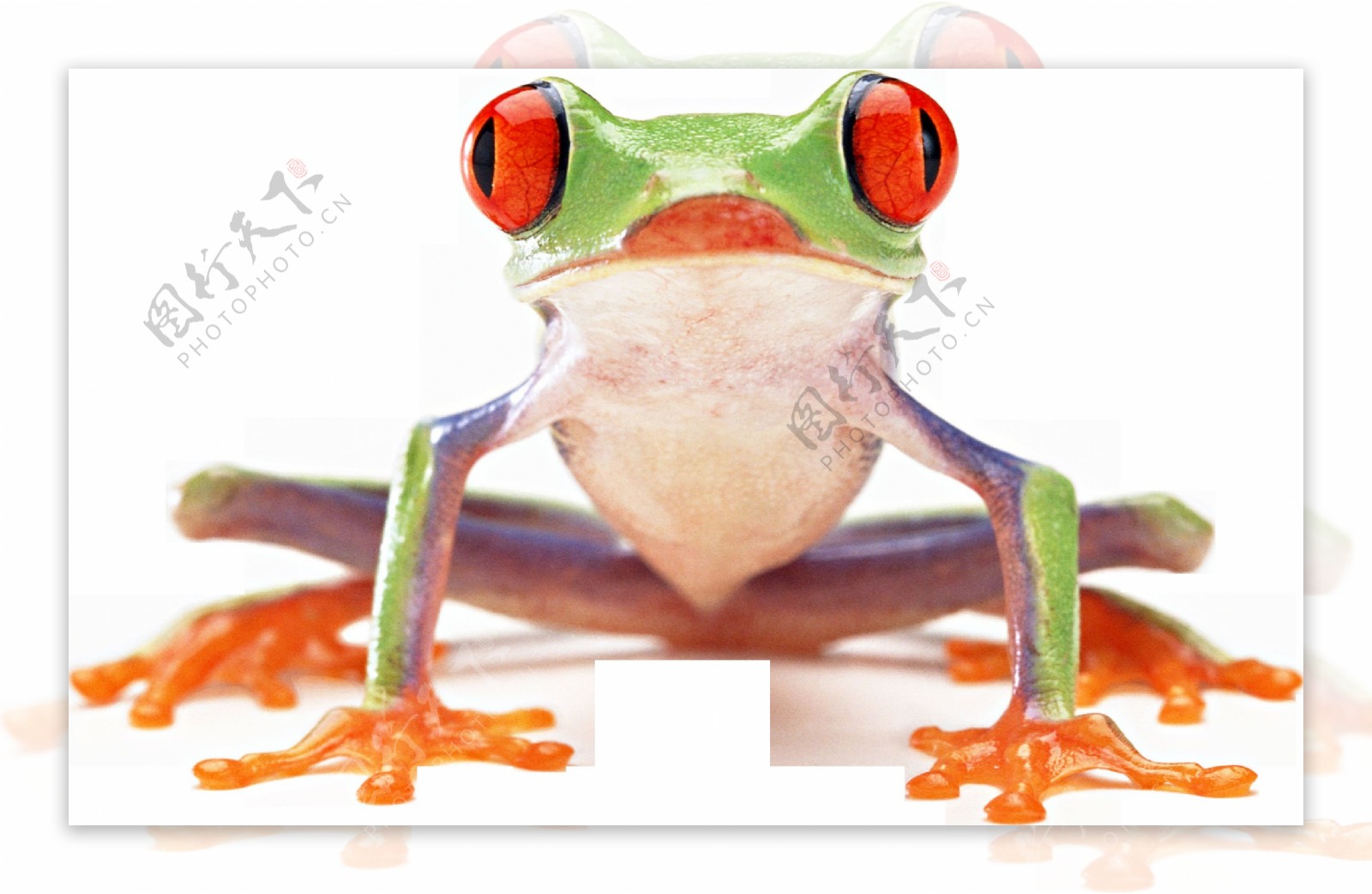 彩色有毒青蛙免抠png透明图层素材