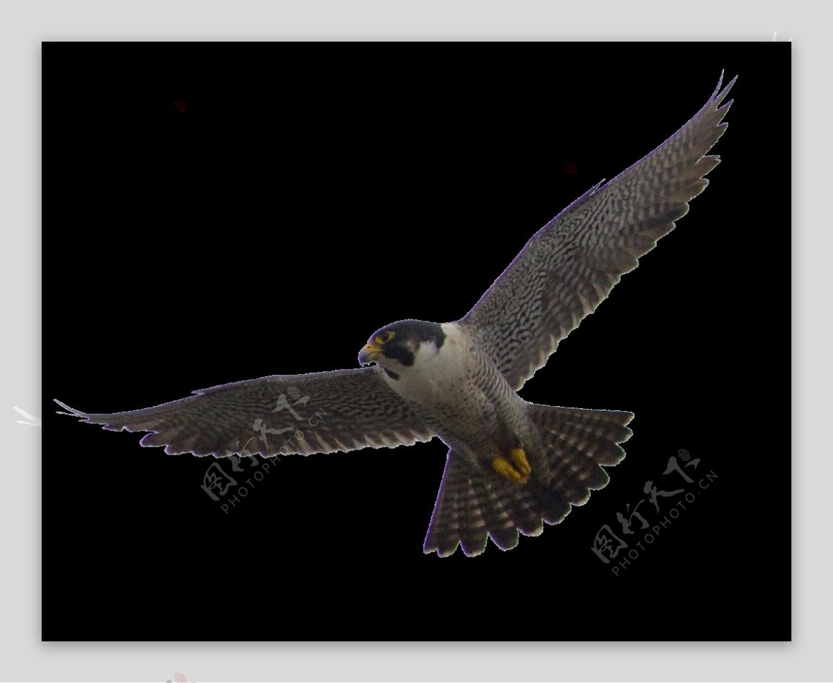 展翅飞翔的猎鹰图片免抠png透明图层素材