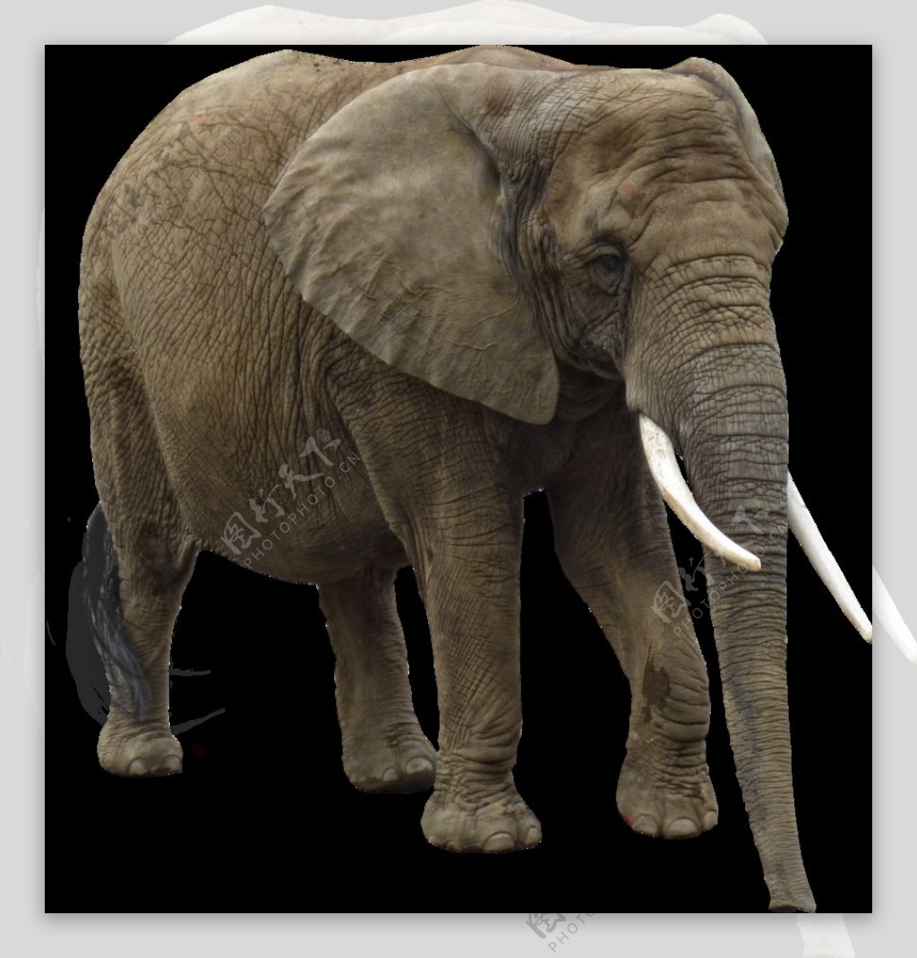 大耳朵的大象图片免抠png透明图层素材