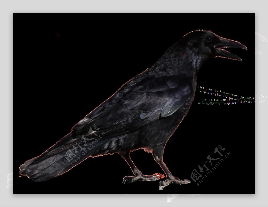 侧面站立的乌鸦图片免抠png透明图层素材