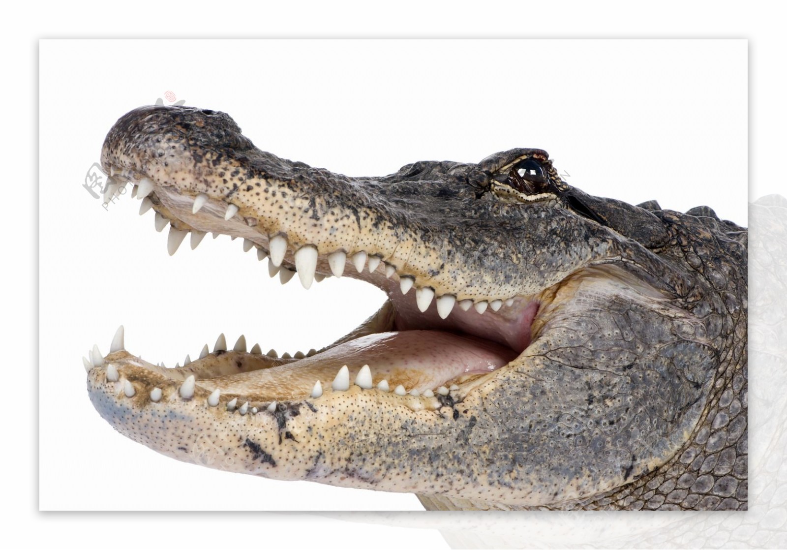张嘴的鳄鱼图片免抠png透明图层素材