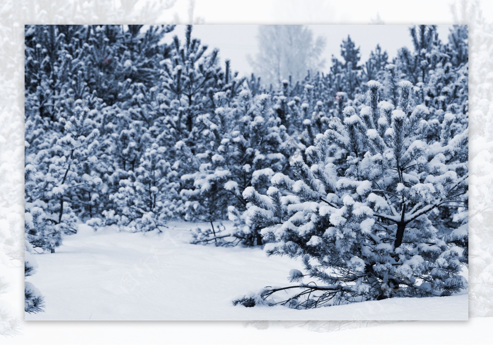 树林雪地风景图片