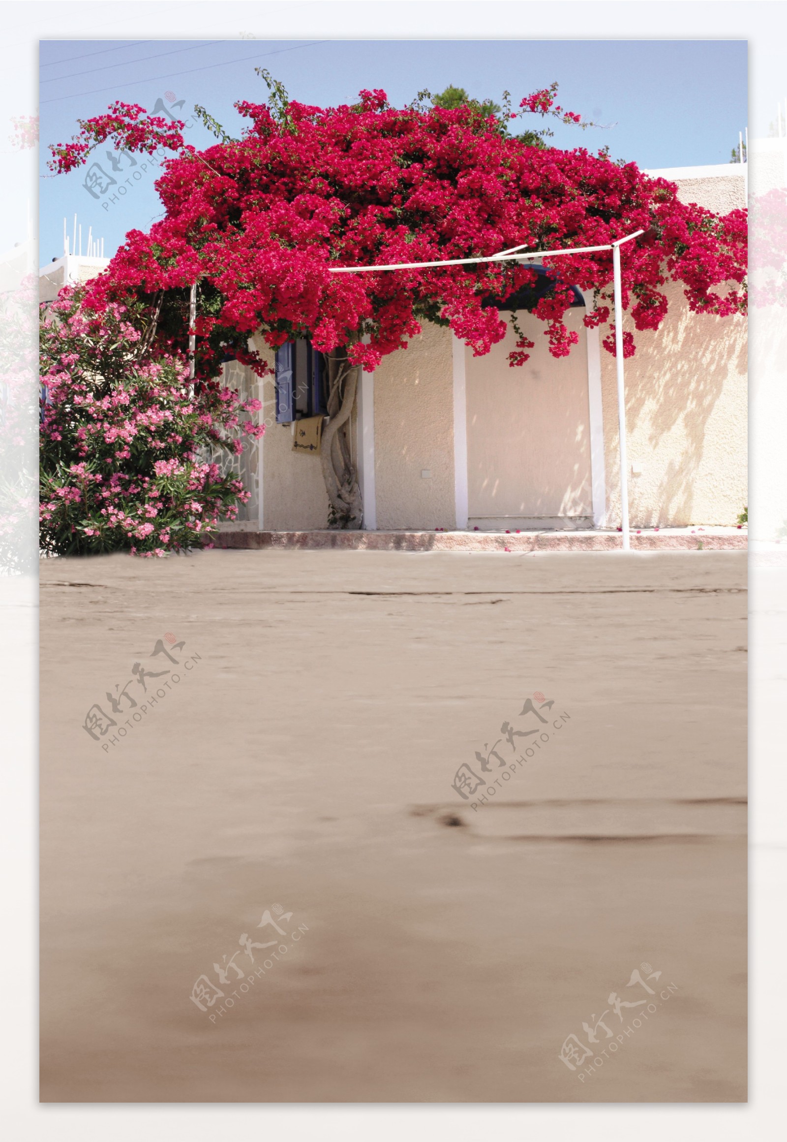 开满红花的大树影楼摄影背景图片