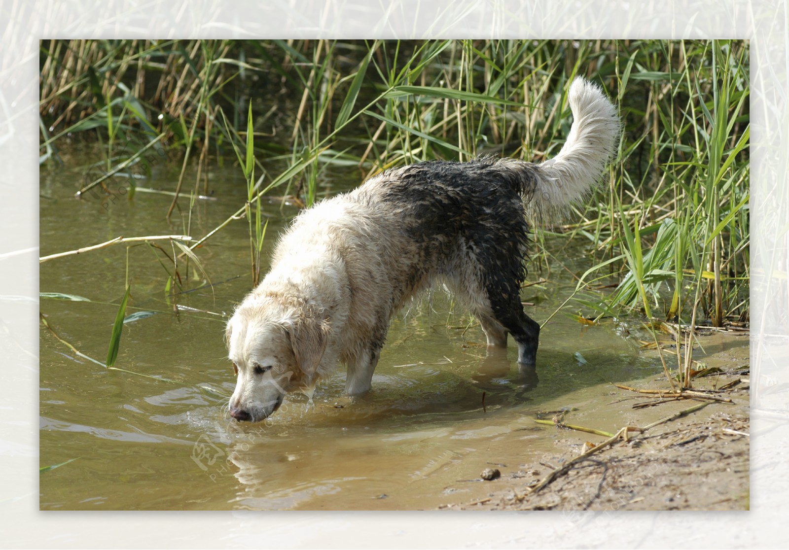 水里的白狗图片