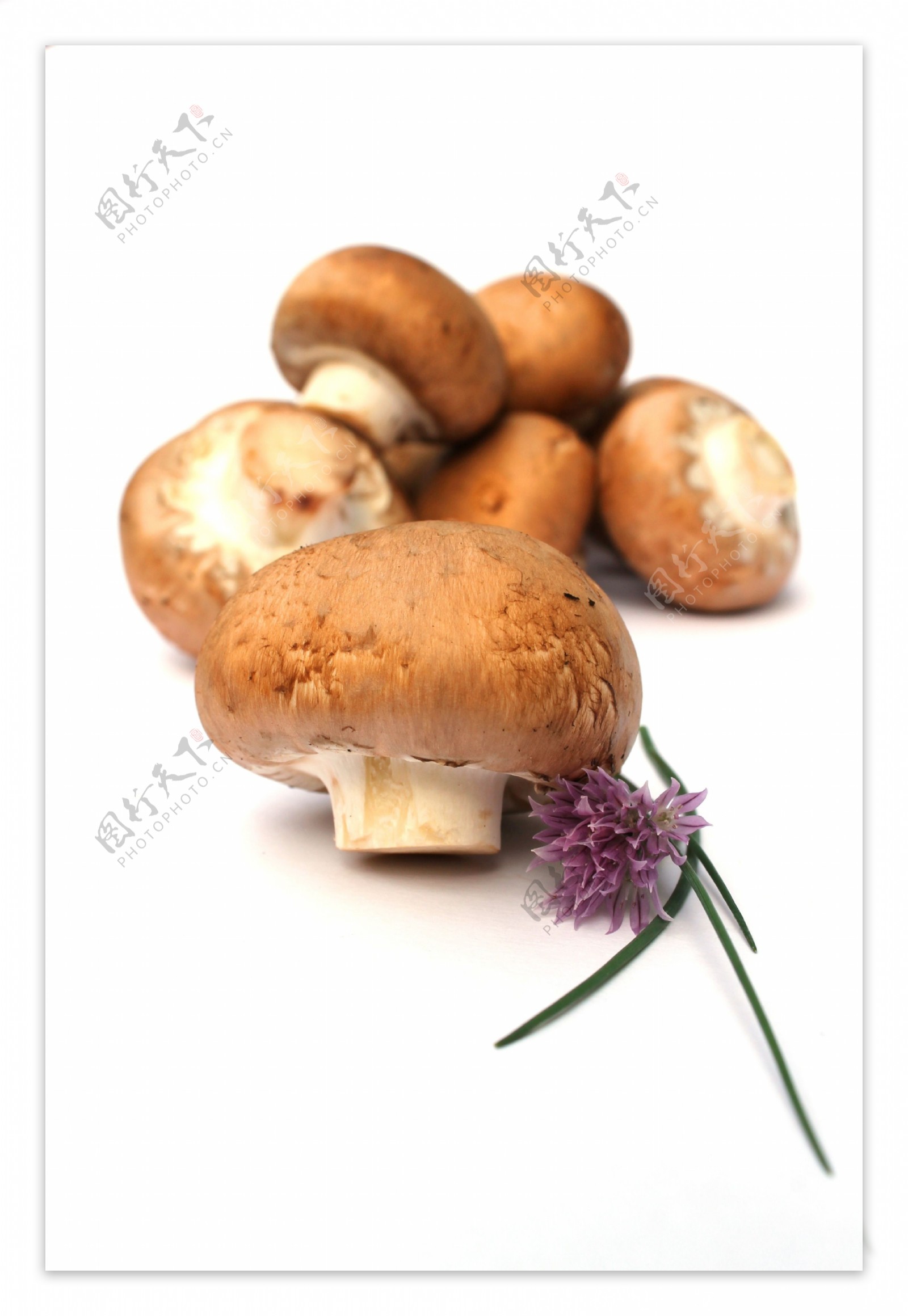 高清蘑菇摄影图片