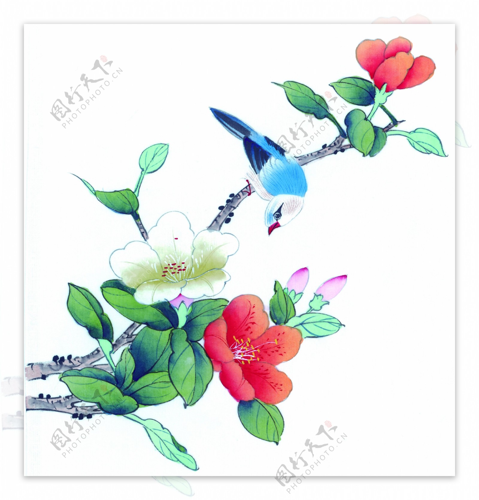 喜鹊花卉绘画图片