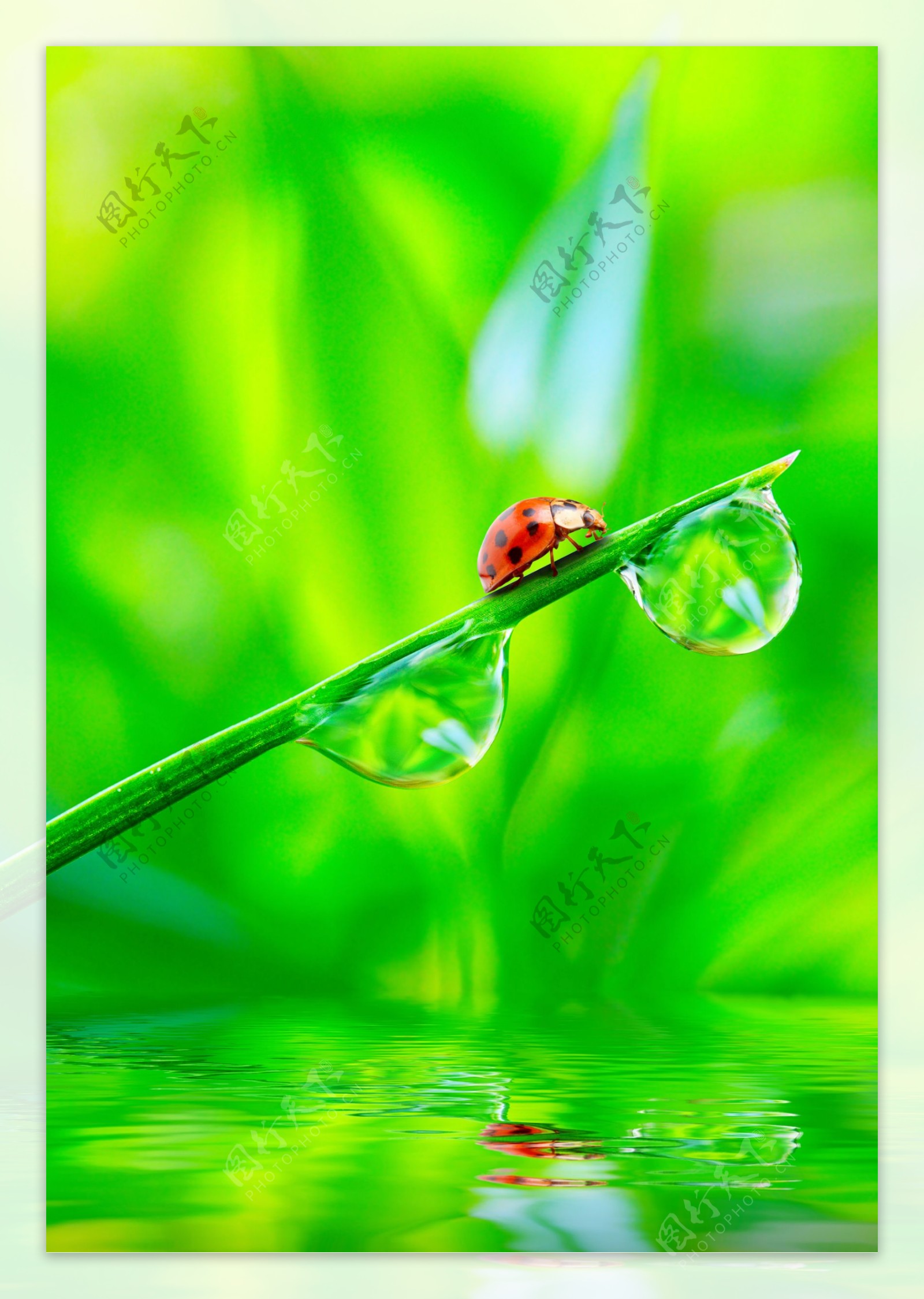 春天绿叶露珠瓢虫图片