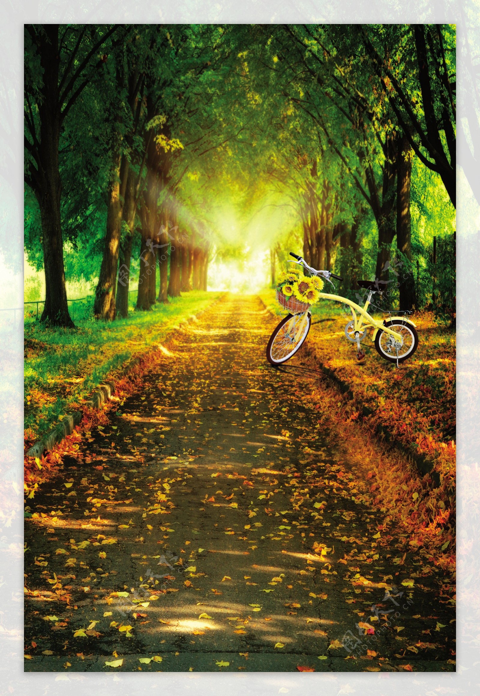林荫道上的自行车影楼摄影背景图片