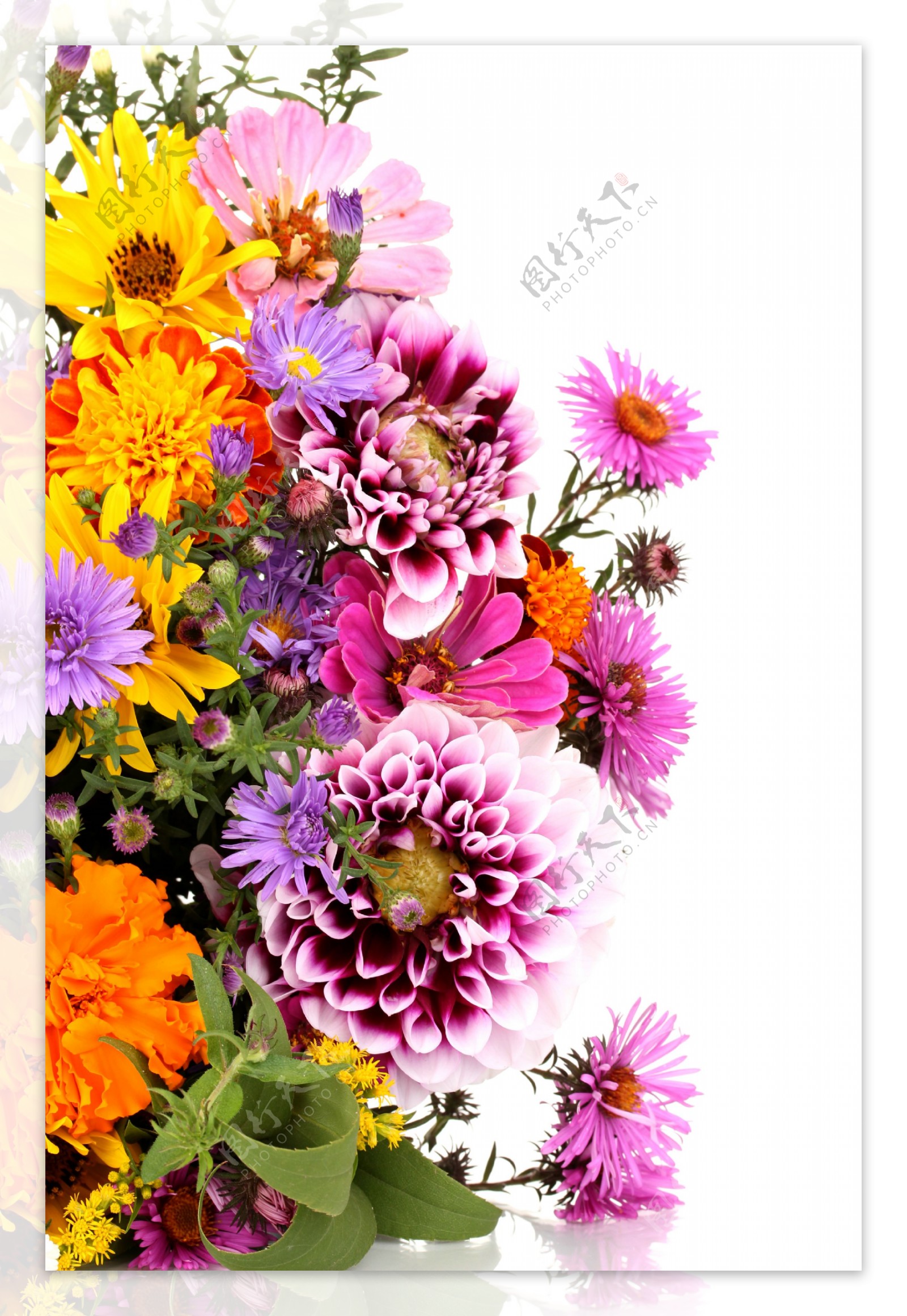 鲜花背景素材图片