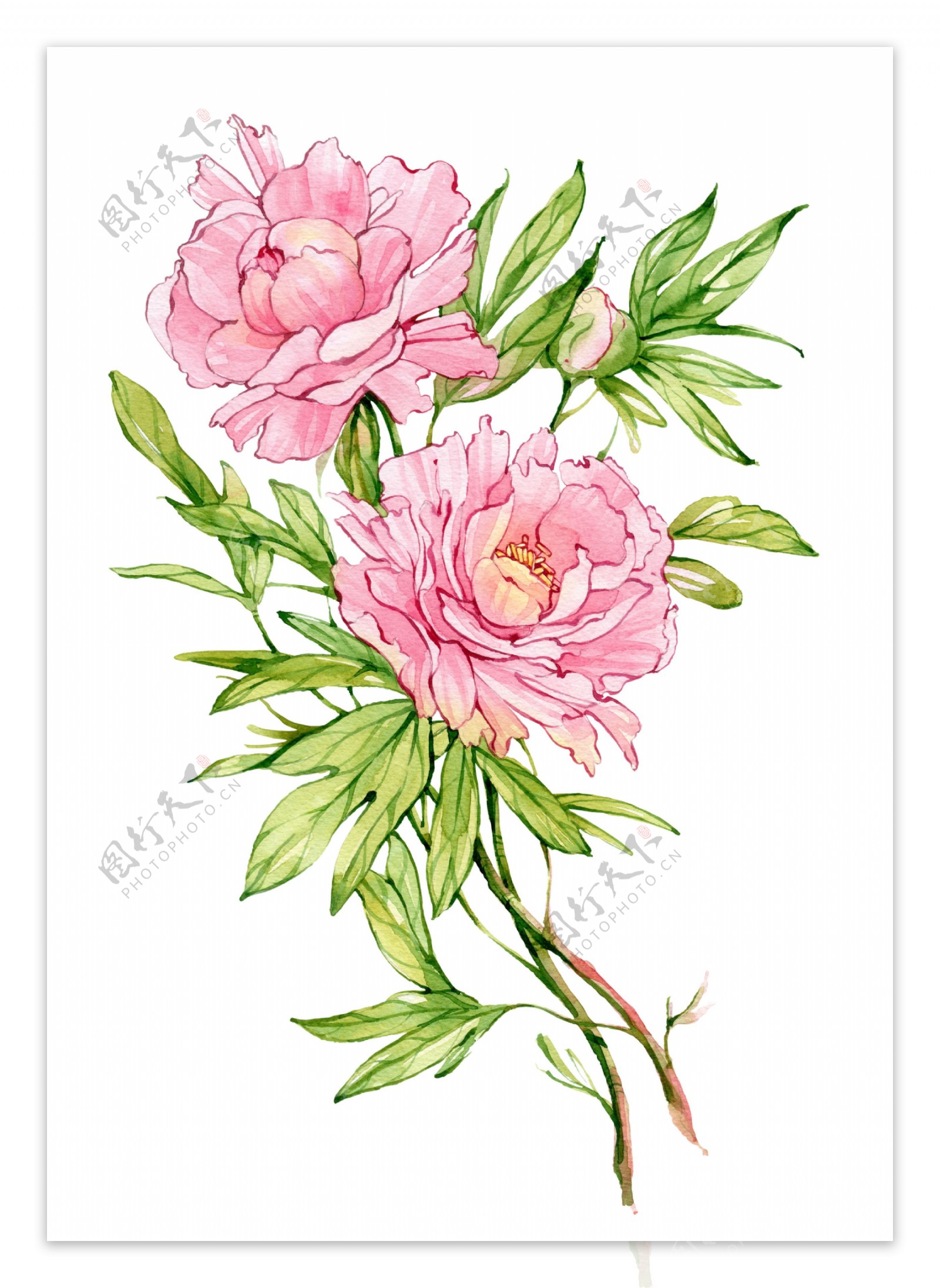 手绘绿叶与粉色花朵图片