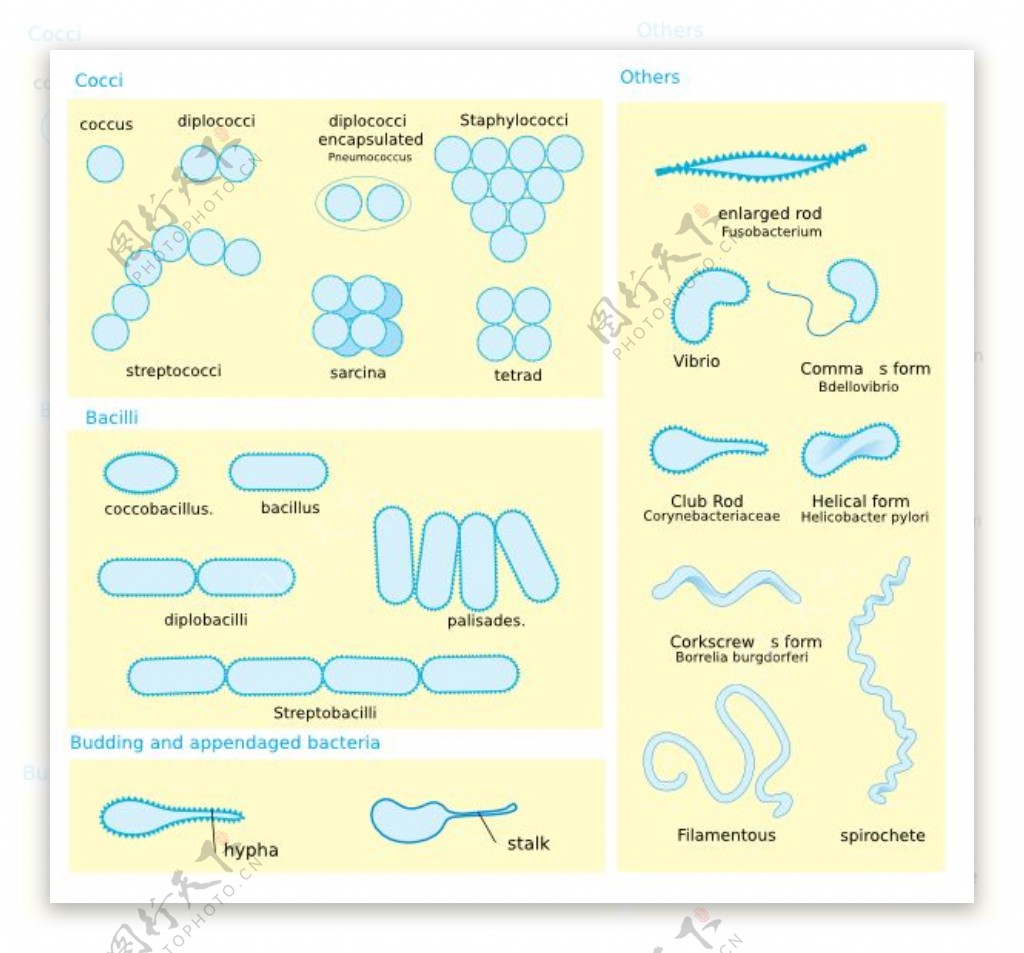 细菌形态图