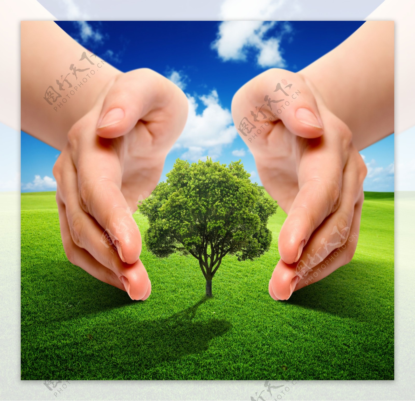 草地爱护树的双手图片